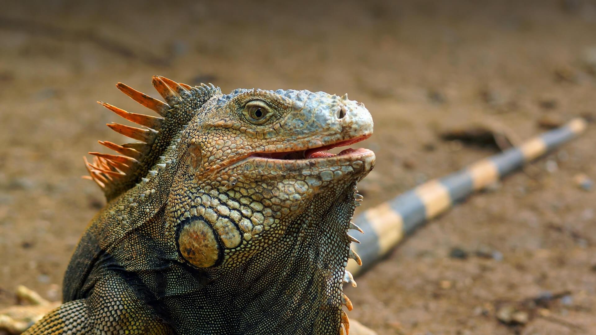 1920x1080 Iguana Wallpaper High Quality, Desktop