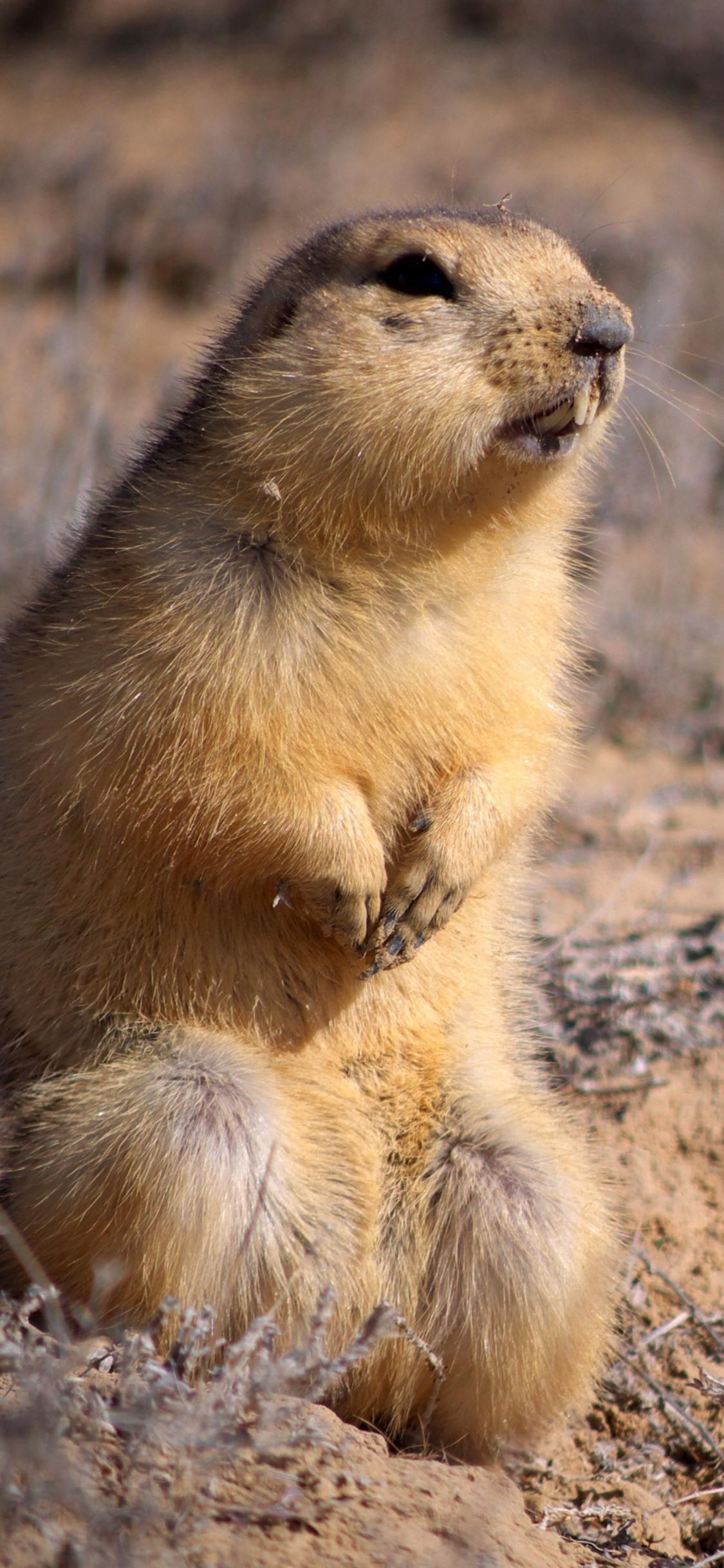 1130x2440 Cute Gopher, Look, Ground  IPhone XS X Wallpaper, Phone