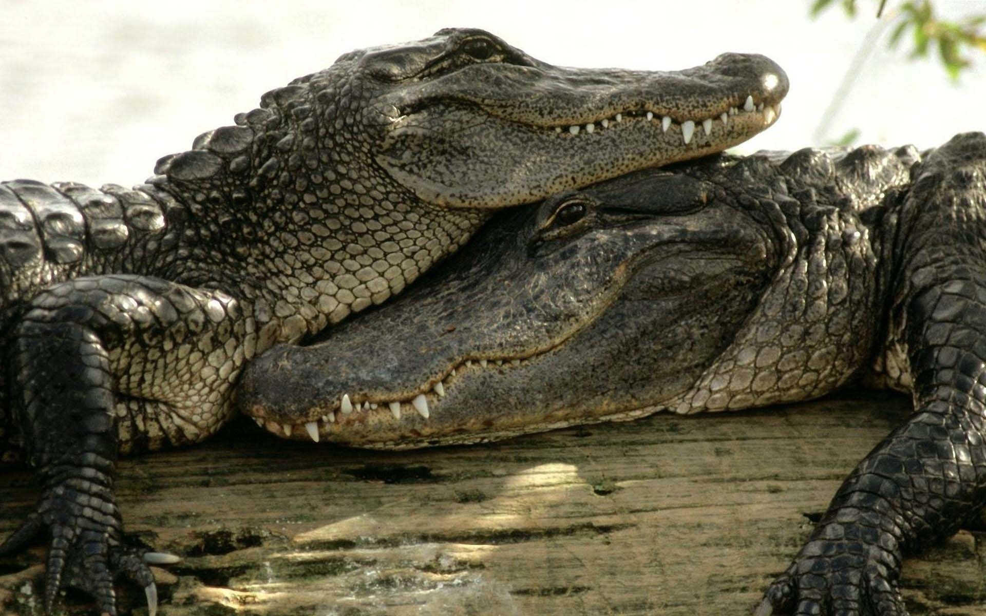 1920x1200 Animal Crocodile Couple Hug Image Wallpaper  PC, Desktop