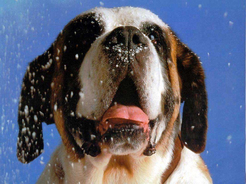 1030x770 Animal Photo: Saint Bernard Dog Wallpaper, Desktop