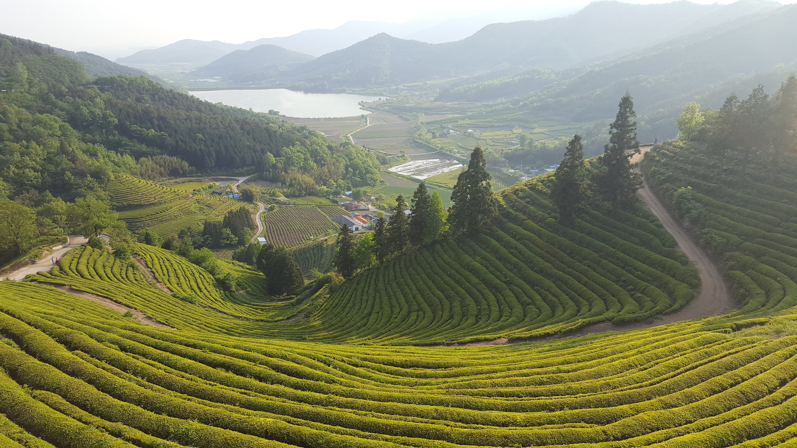 2660x1500 Stunning Picture of South Korea's Tea Plantations, Desktop