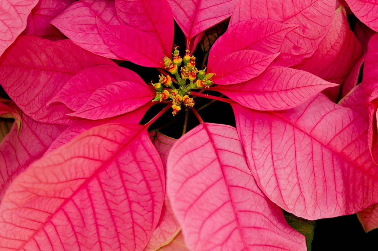 1240x830 Christmas Poinsettia Background for Desktop. Christmas Wallpaper, Beautiful Christmas Wallpaper and Awesome Christmas Wallpaper, Desktop