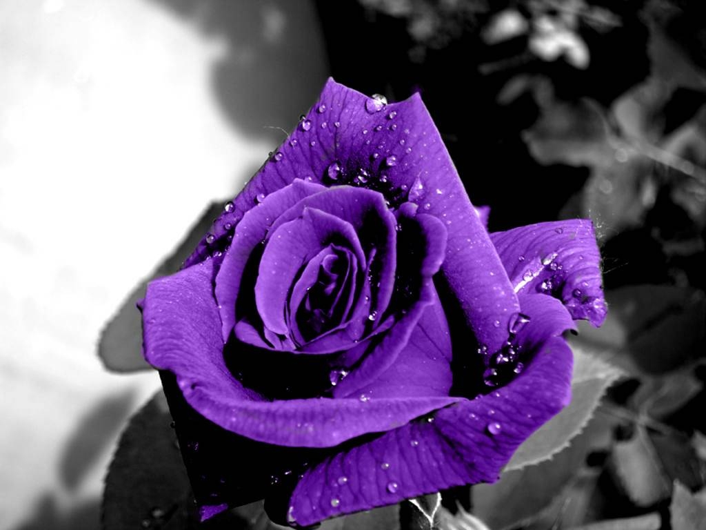 1030x770 Purple Rose Wallpaper. High Quality Wallpaper, Desktop