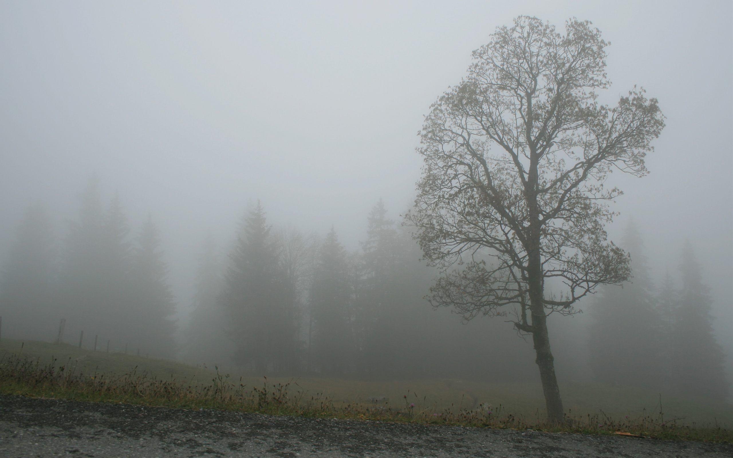 2560x1600 Fog Wallpaper 3 X 1600, Desktop