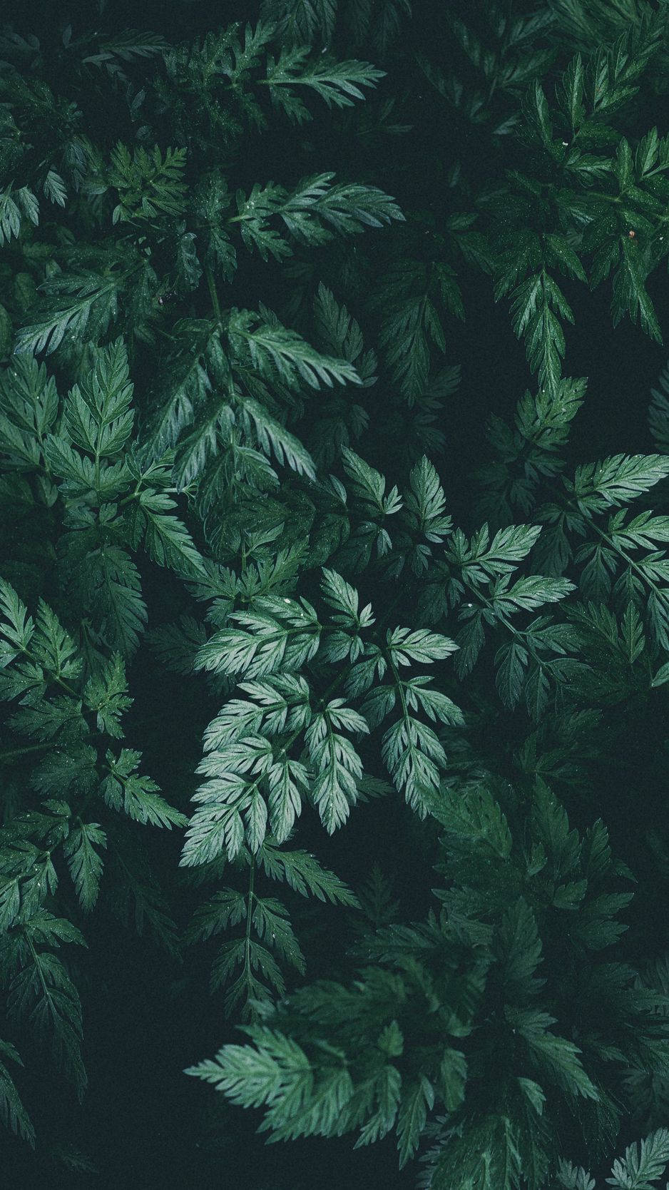 940x1670 Plant iPhone Wallpaper, Phone