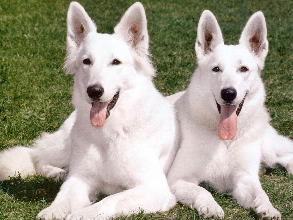 1030x770 White dog couple, Desktop and mobile wallpaper, Desktop