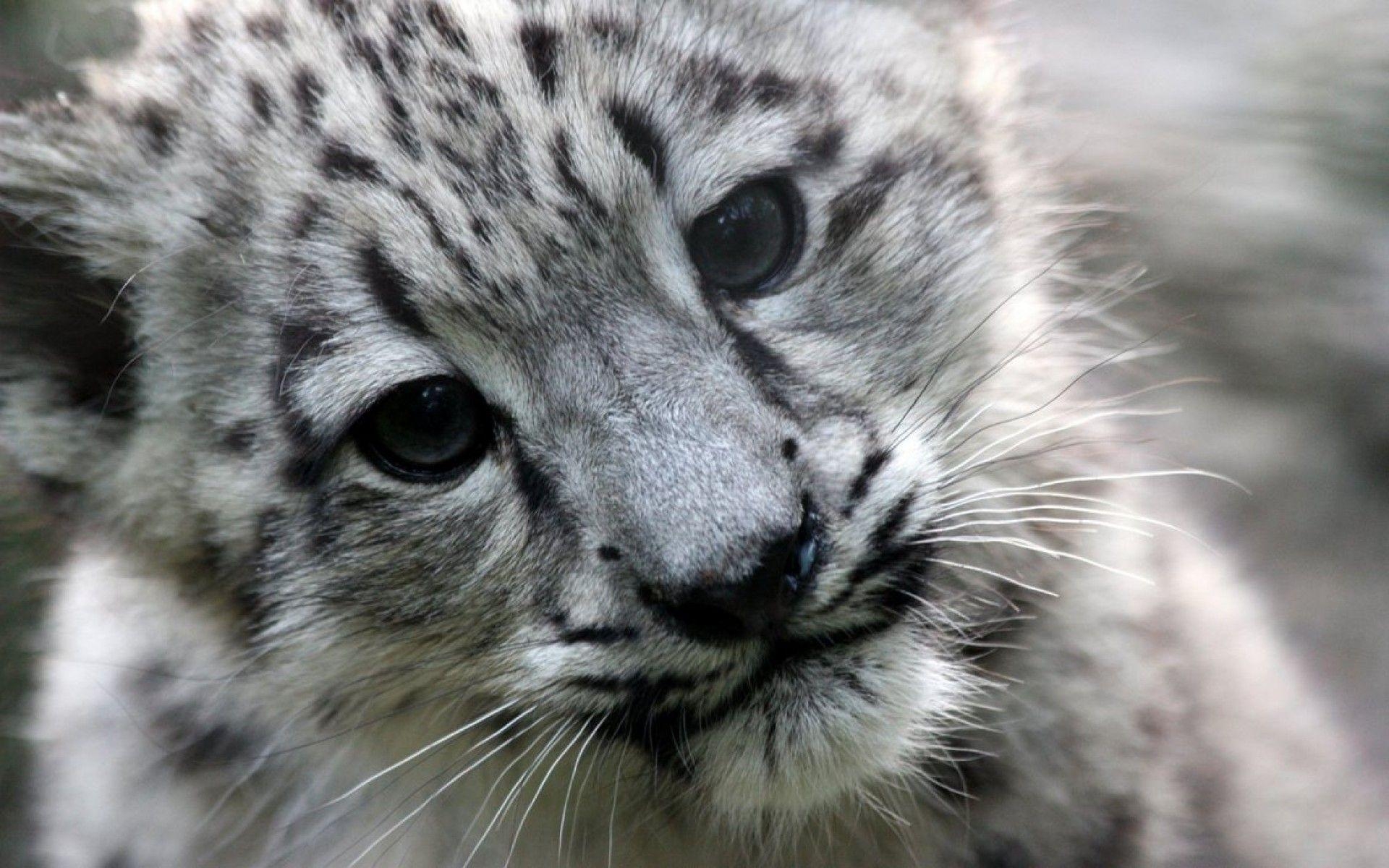 1920x1200 Snow Leopard cub Wallpaper, Desktop