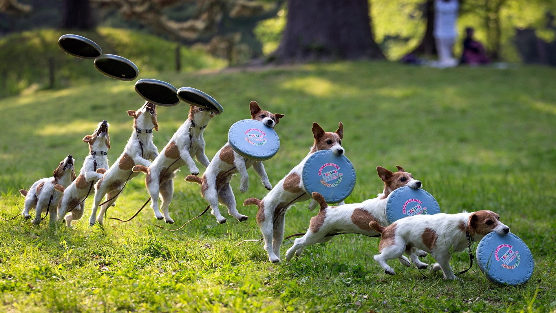 1920x1080 Photo Dogs Frisbee Grass Animals, Desktop