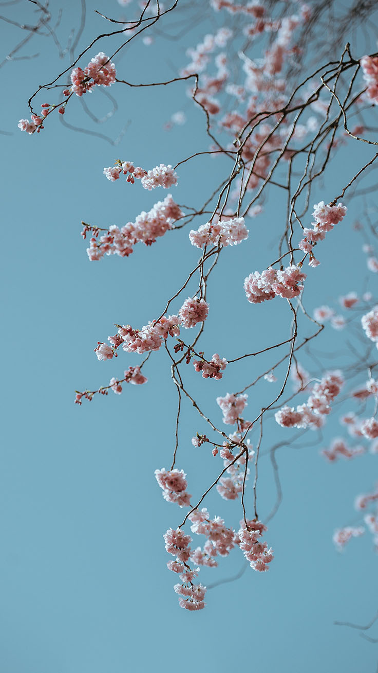 740x1310 Pretty Springtime iPhone Wallpaper, Phone