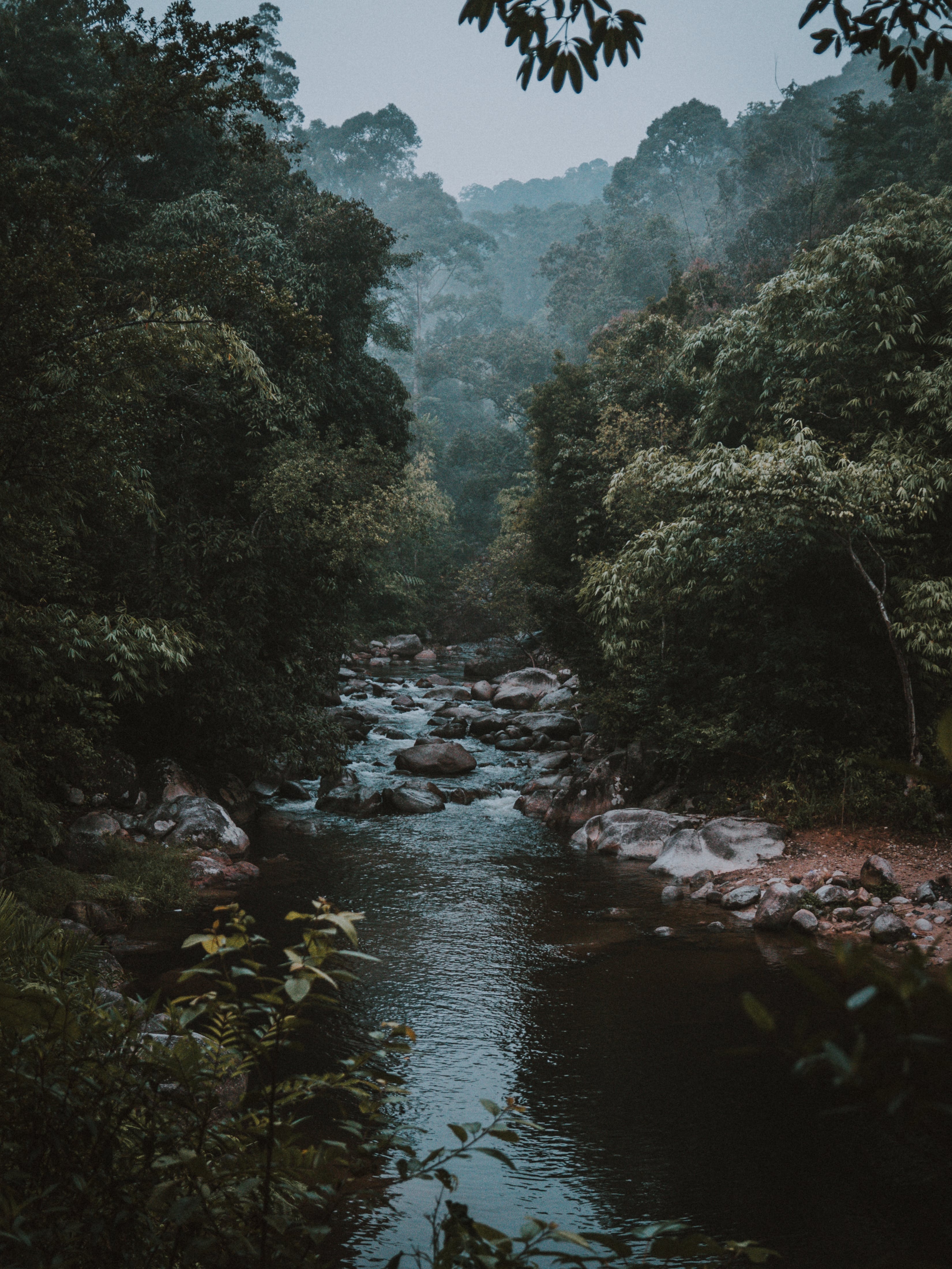 3310x4410 Rainforest surrounded by Fog · Free, Phone