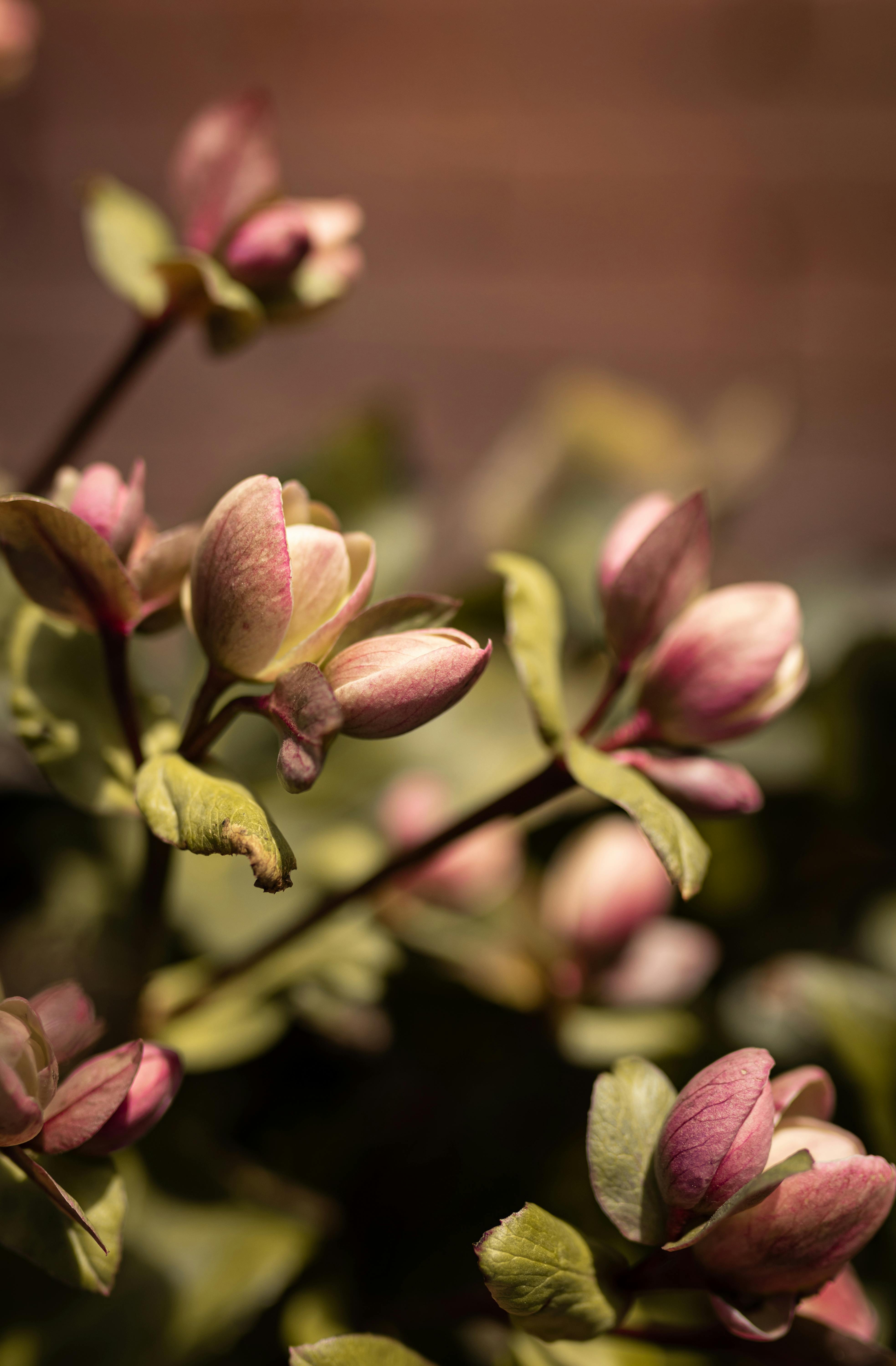 3940x6000 Pink Flowers on a Bush · Free, Phone