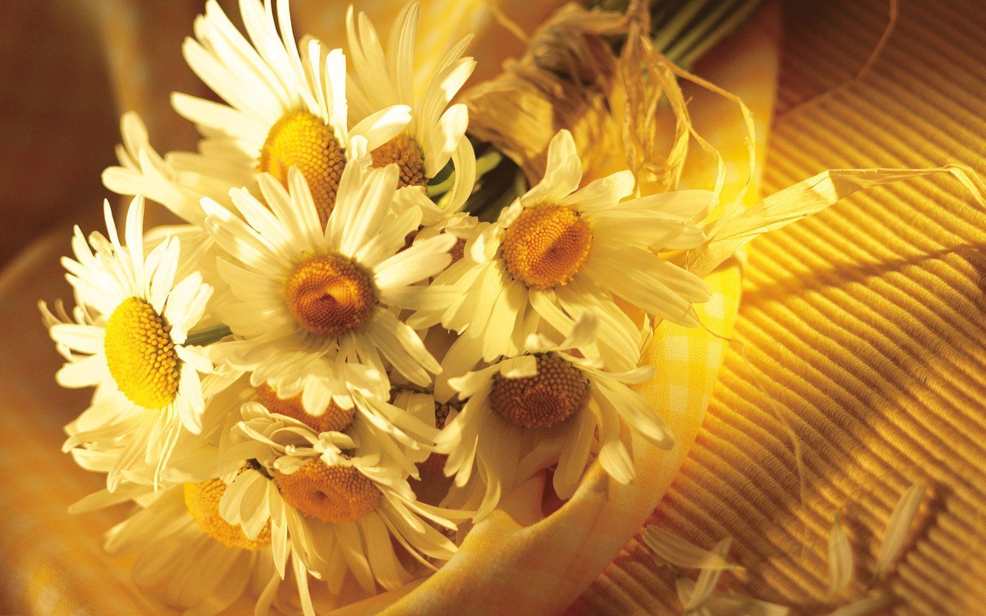 1920x1200 Yellow Daisy Flower Wallpaper, Desktop