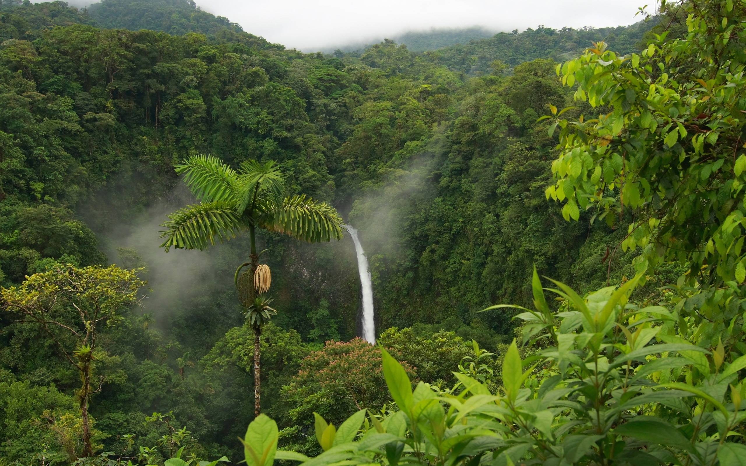 2560x1600 Rainforest Wallpaper HD, Desktop