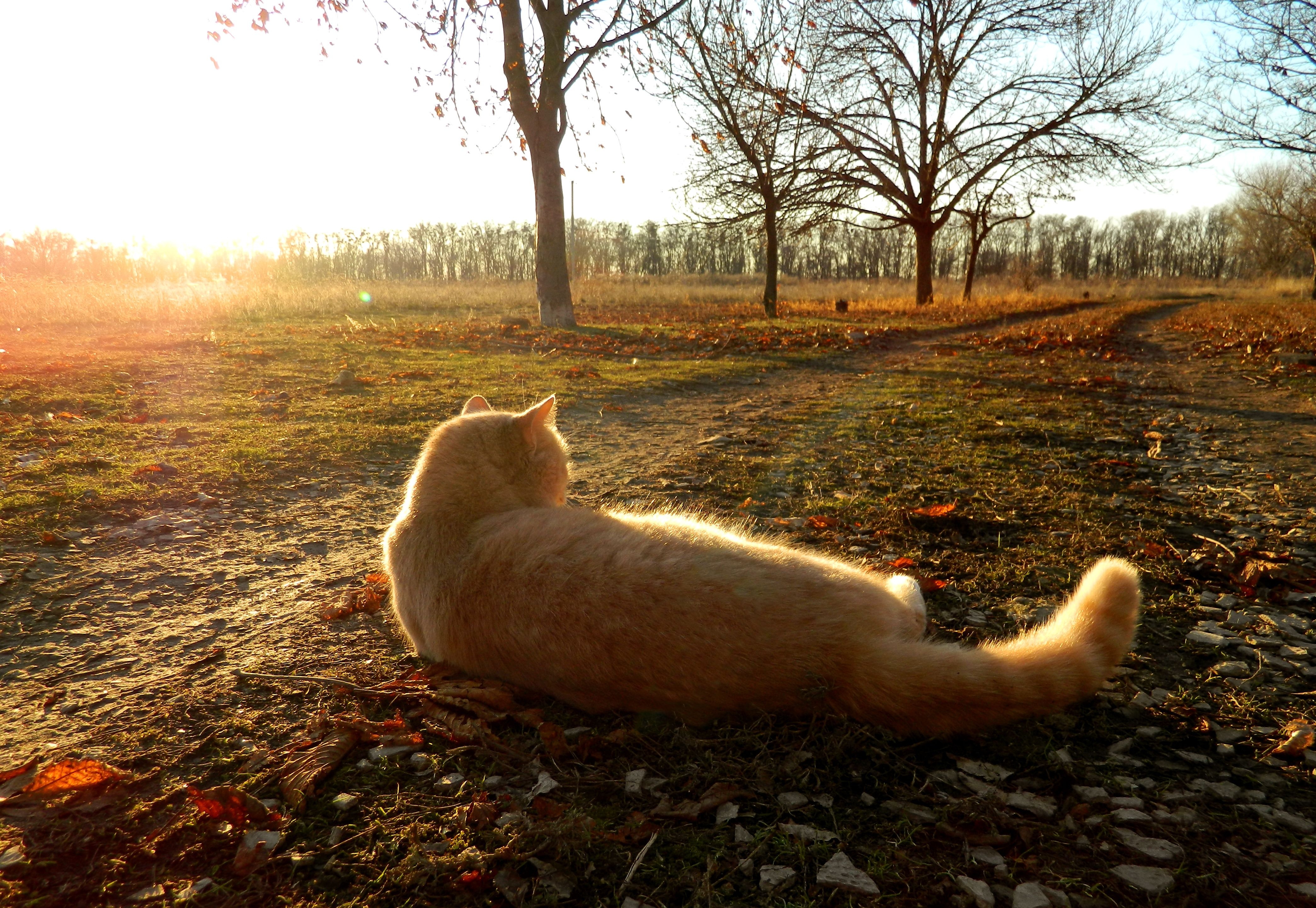 4180x2890 Red Cat lying on the road in autumn wallpaper and image, picture, photo, Desktop