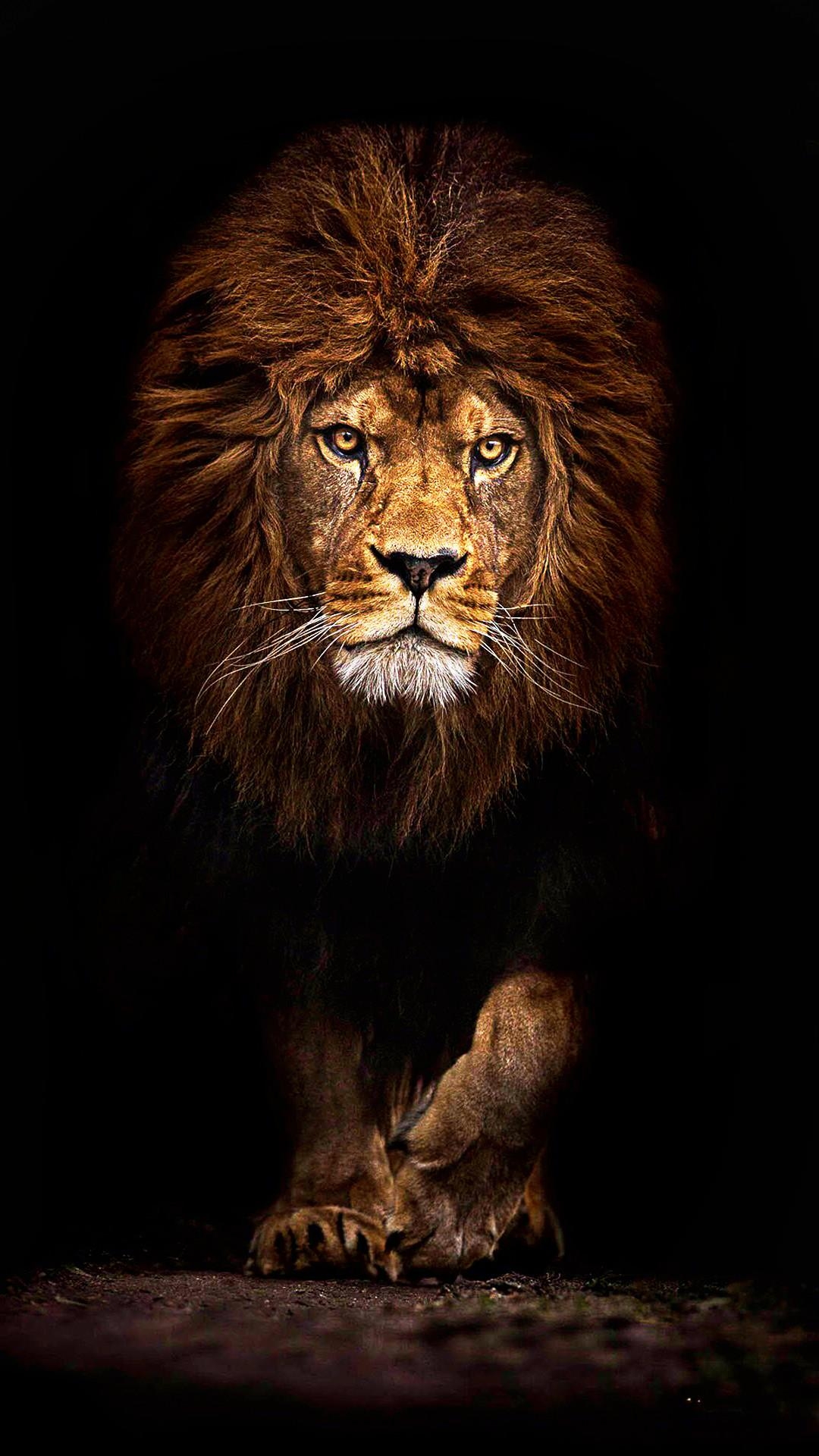 1080x1920 Lion iPhone Wallpaper, Phone