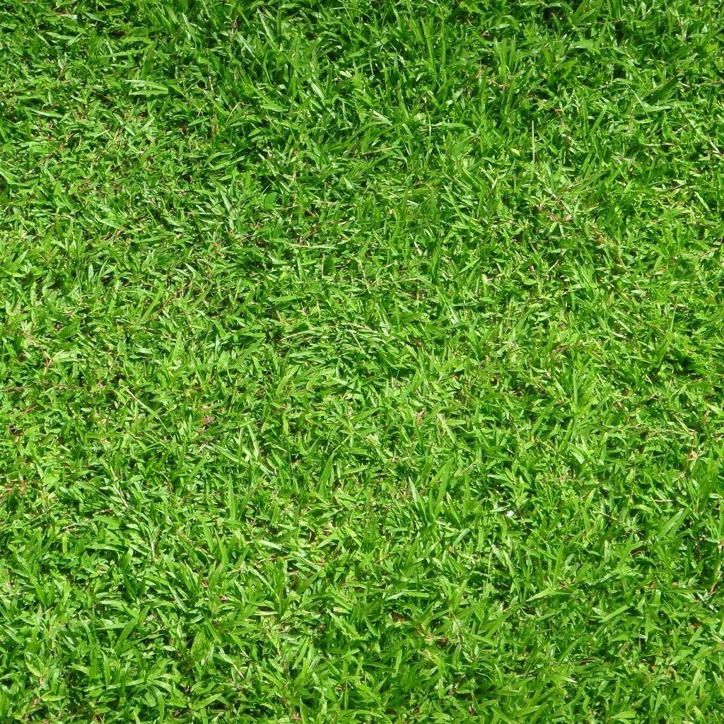 1030x1030 Grass Wallpaper, Phone