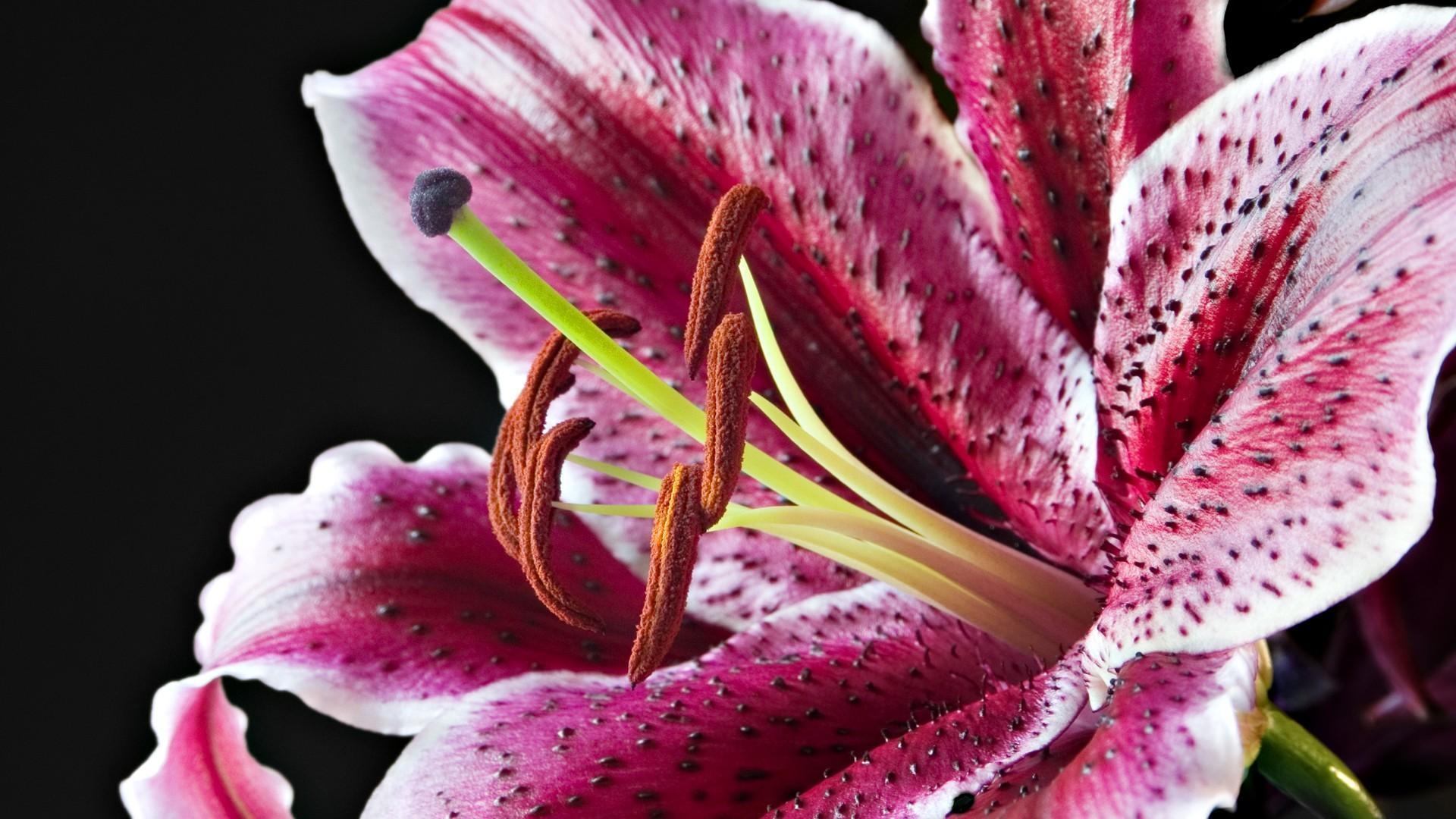 1920x1080 HD Lily In The Sky Wallpaper, Desktop