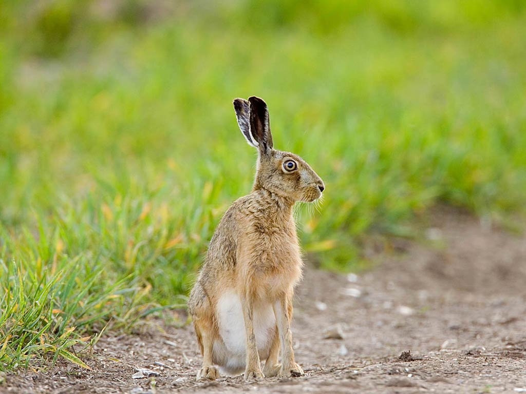 1030x770 Hare Wallpaper 4K (), Desktop