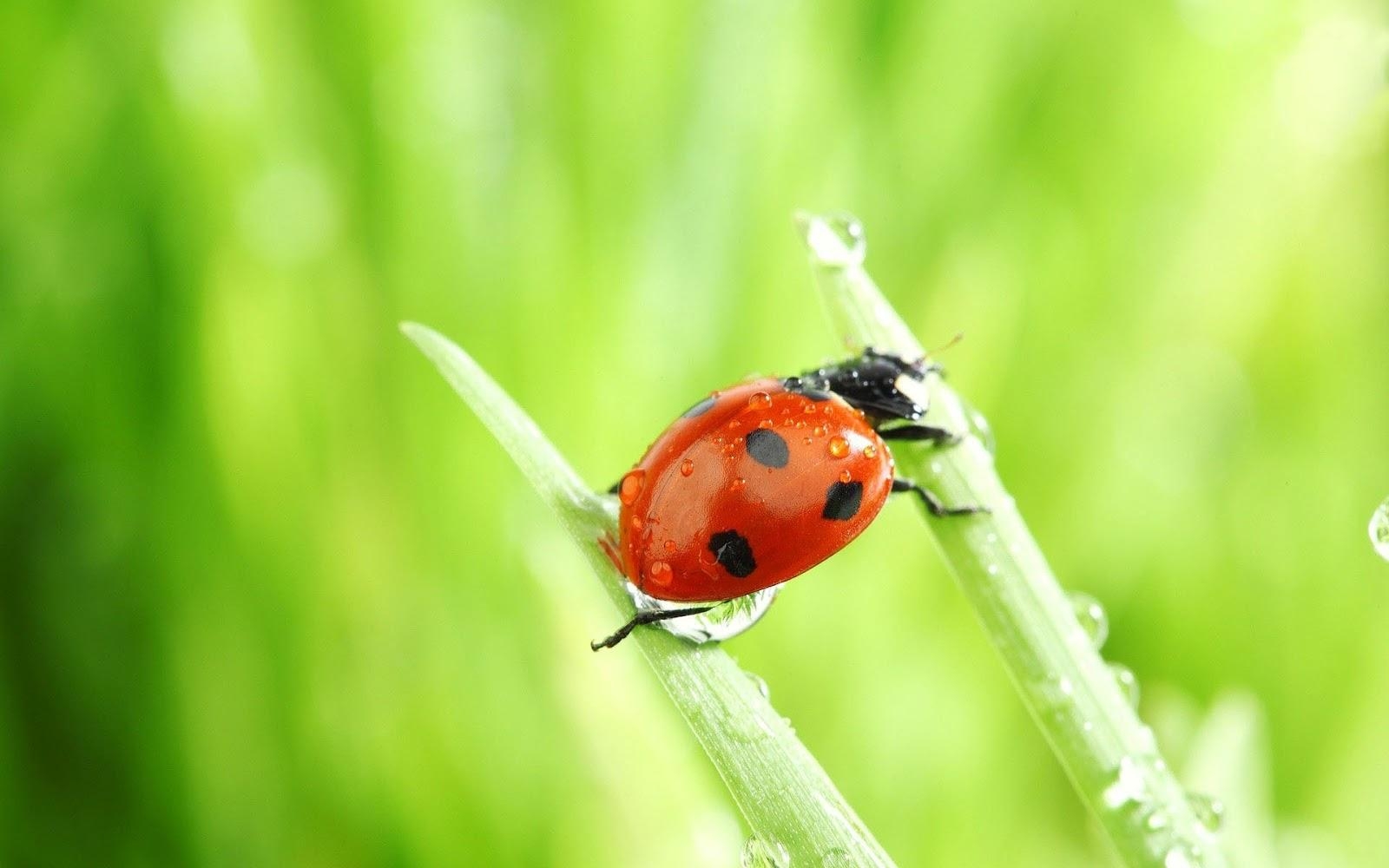 1600x1000 Ladybug Computer Wallpaper, Desktop Background.7 KB, Desktop