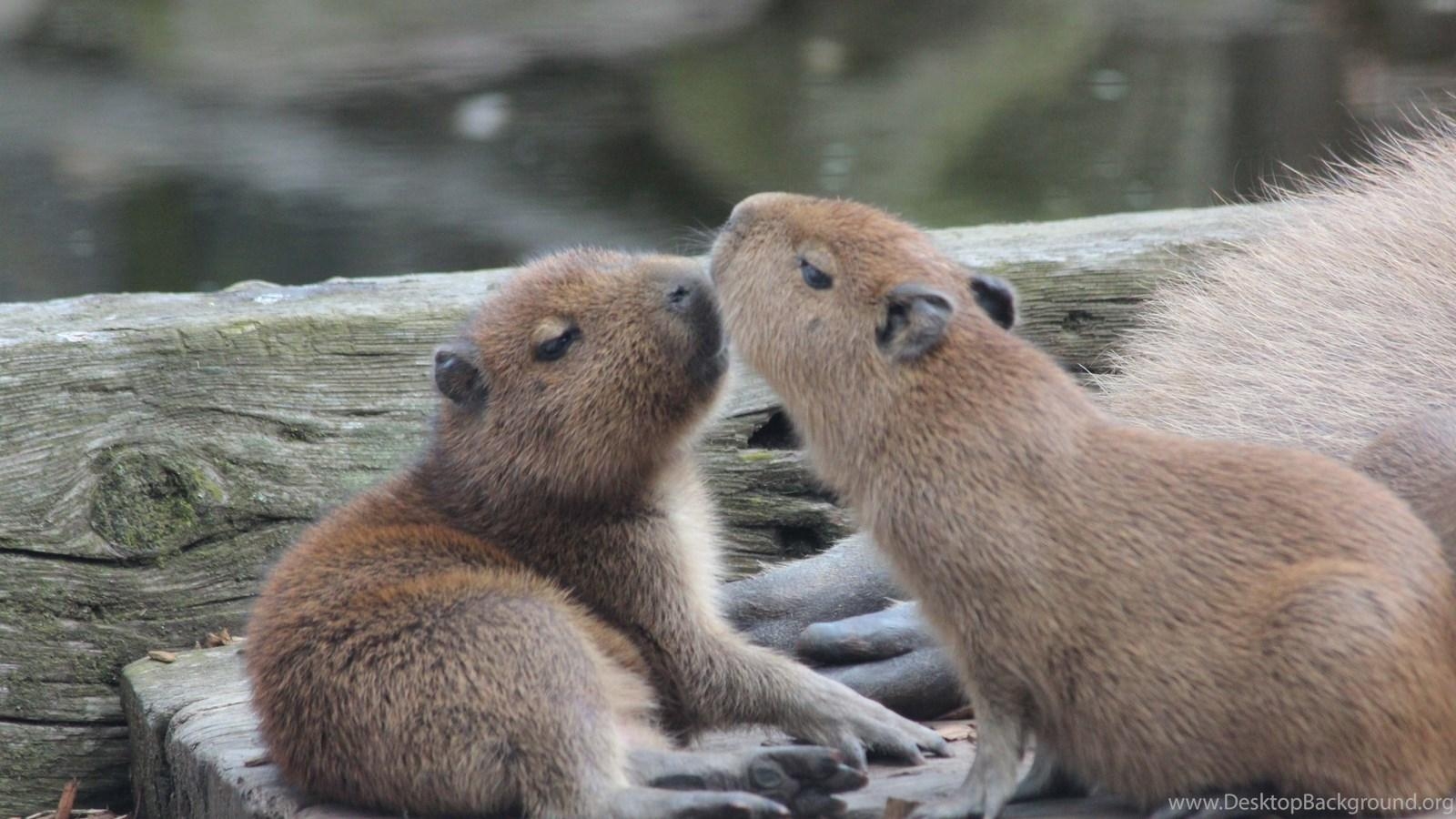 1600x900 Capybara Wallpaper, Image, Photo, Picture & Pics Desktop Background, Desktop