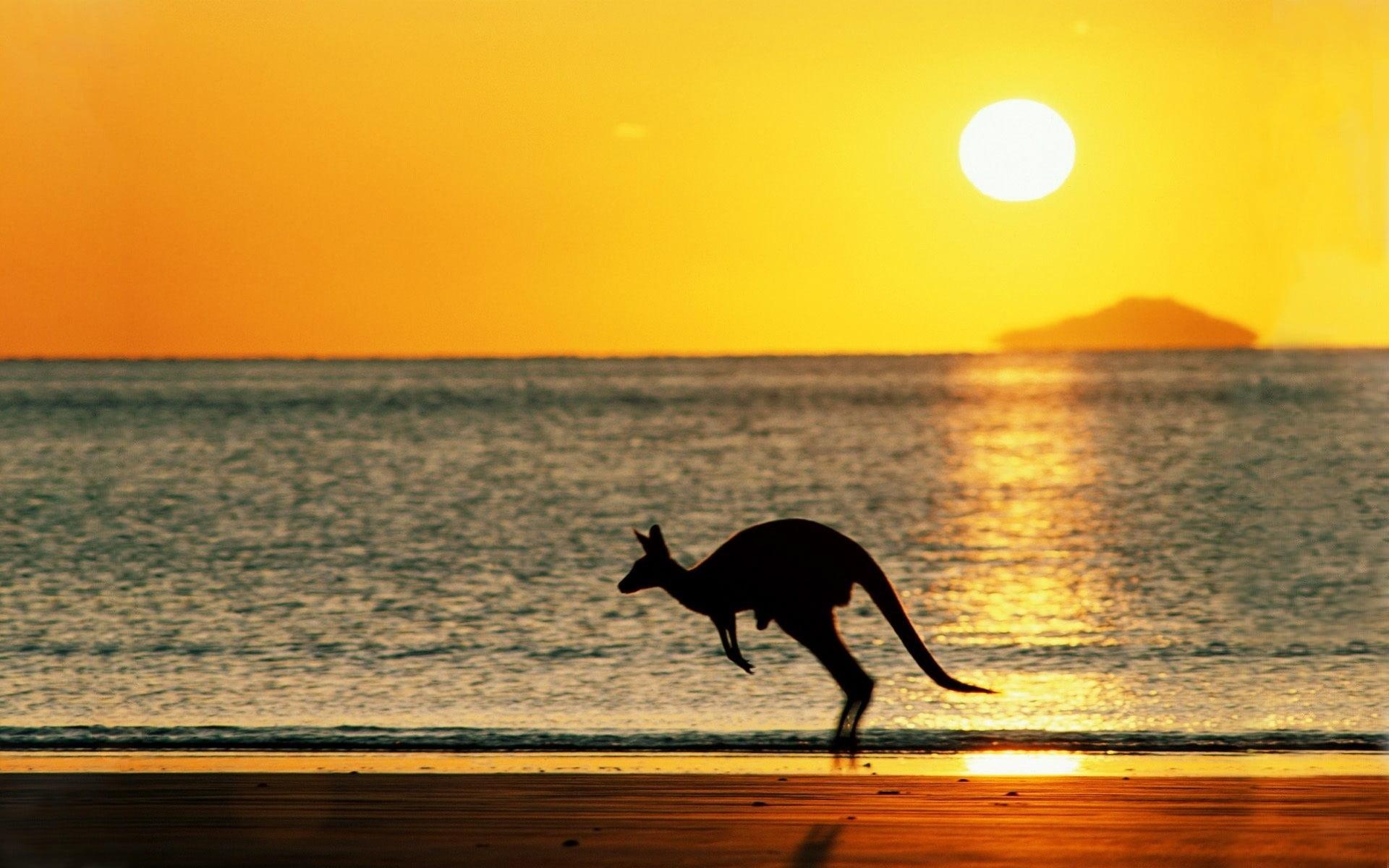 1920x1200 Kangaroo, kangaroos, beach, Australia, Sun HD wallpaper, Desktop