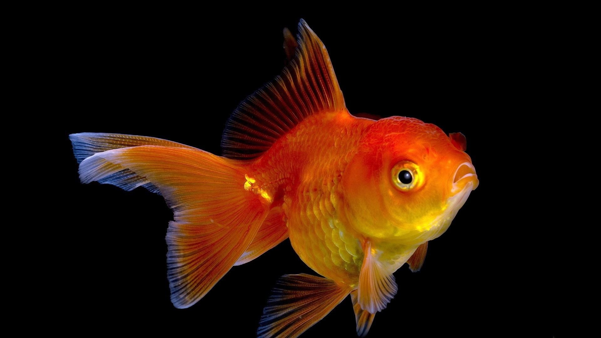 1920x1080 Goldfish wallpaper. PC, Desktop