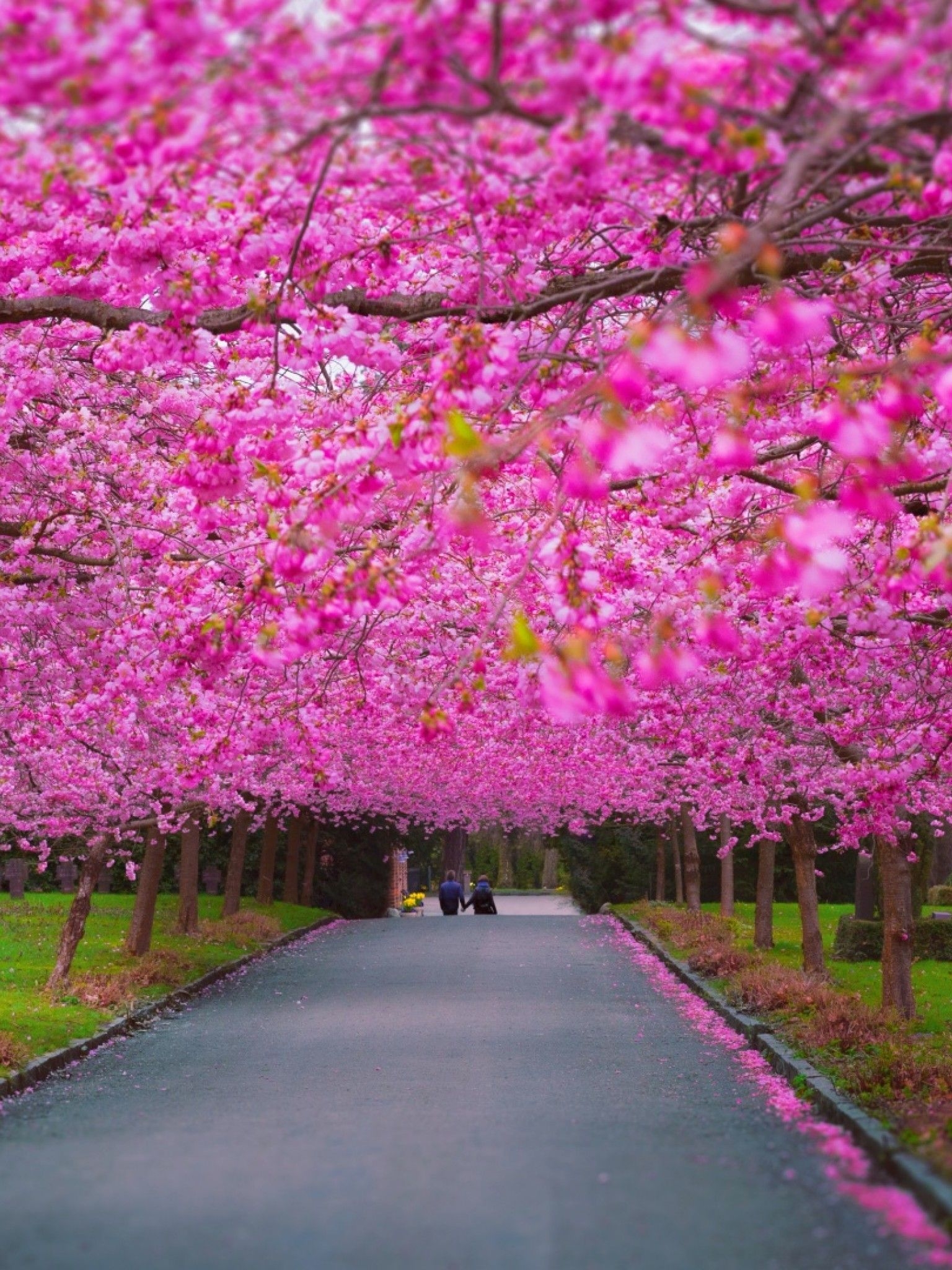 1540x2050 Pink Trees in the Springtime Retina iPad Wallpaper, Phone