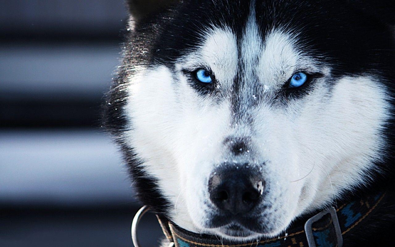 1280x800 Siberian Husky Wallpaper 41 Background, Desktop