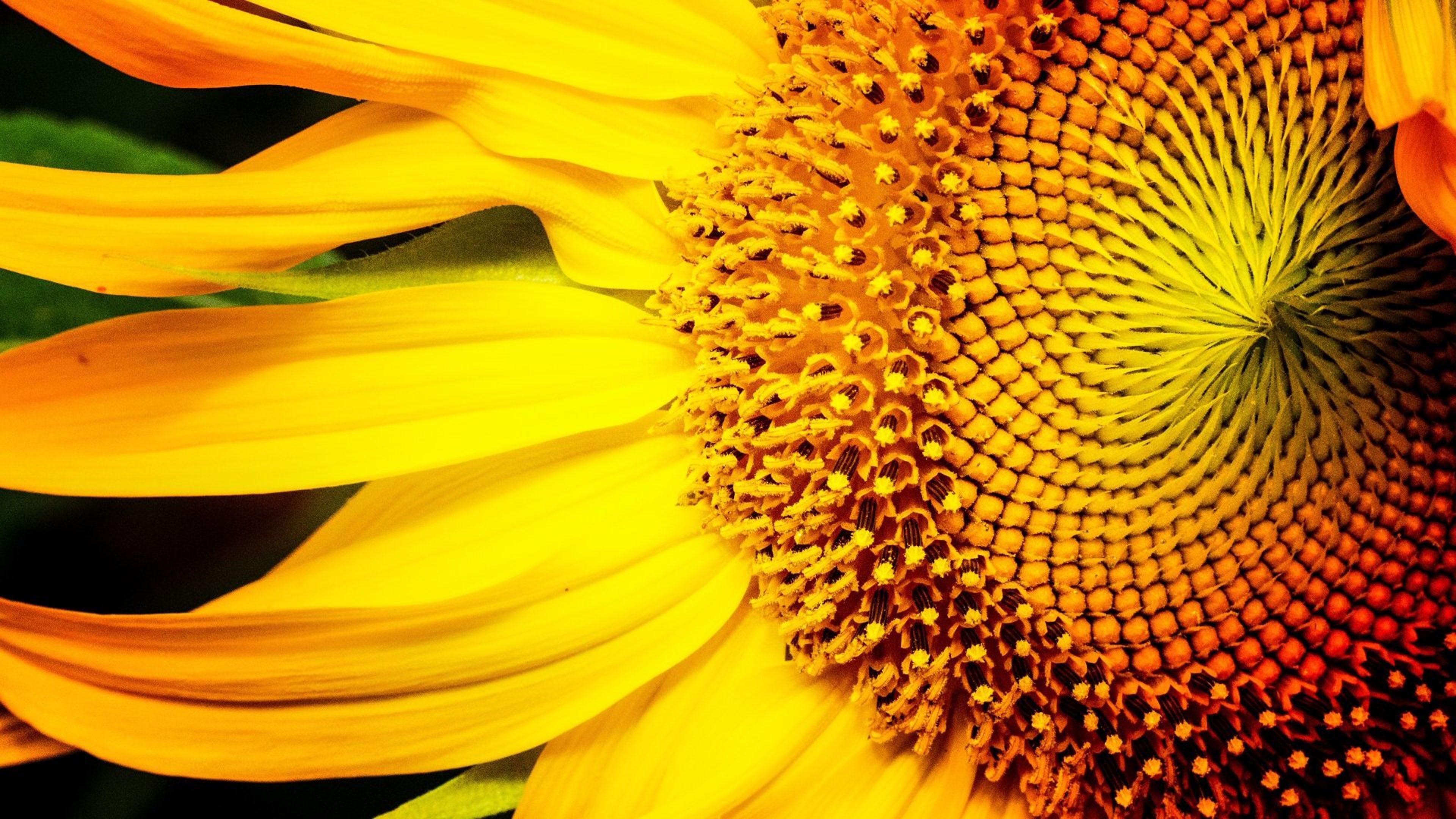 3840x2160 Sunflower Yellow Color Macro Photography 4k Ultra HD Wallpaper For Your Desktop And Android Mobile Phones , Wallpaper13.com, Desktop