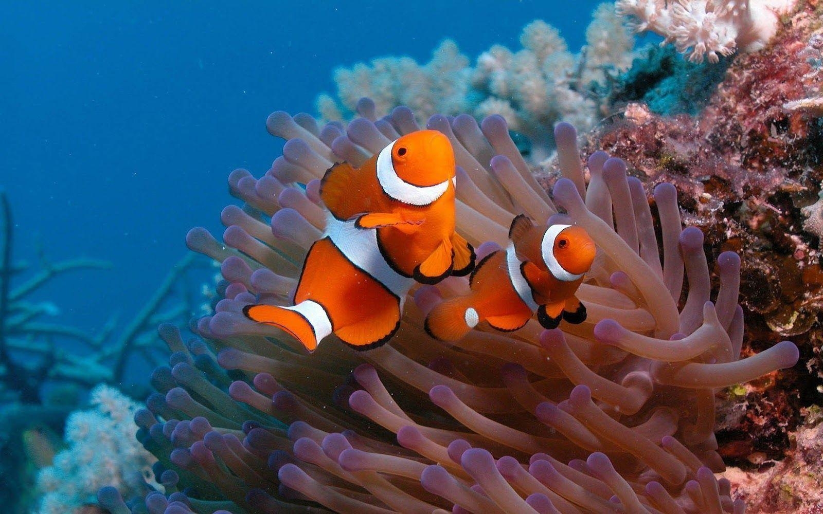 1600x1000 Clown fish on the ocean floor. HD Animals Wallpaper, Desktop