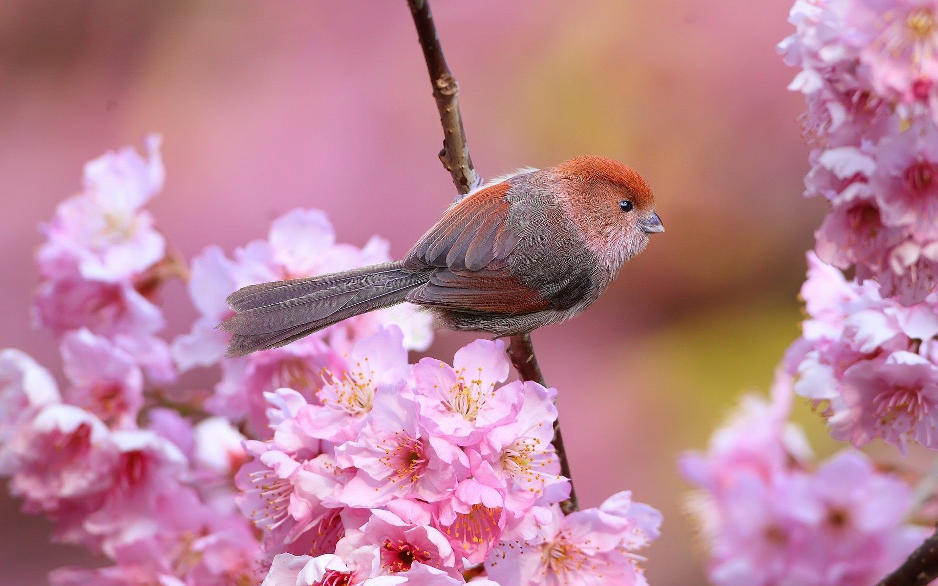 1920x1200 Little Birds And Flowers Wallpaper & Background, Desktop