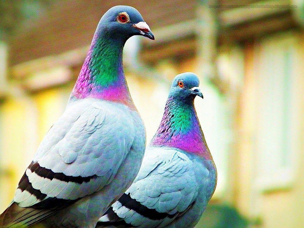 1030x770 Beautiful Wallpaper for Desktop: pigeon wallpaper hd, Desktop