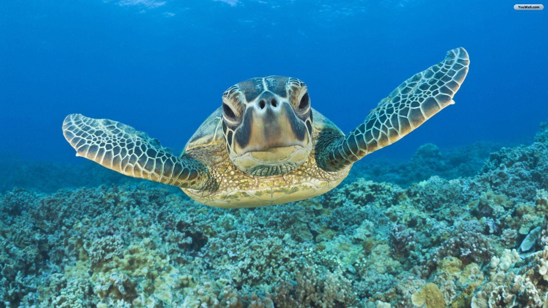 1920x1080 Animal Underwater Turtle (id: 168256), Desktop