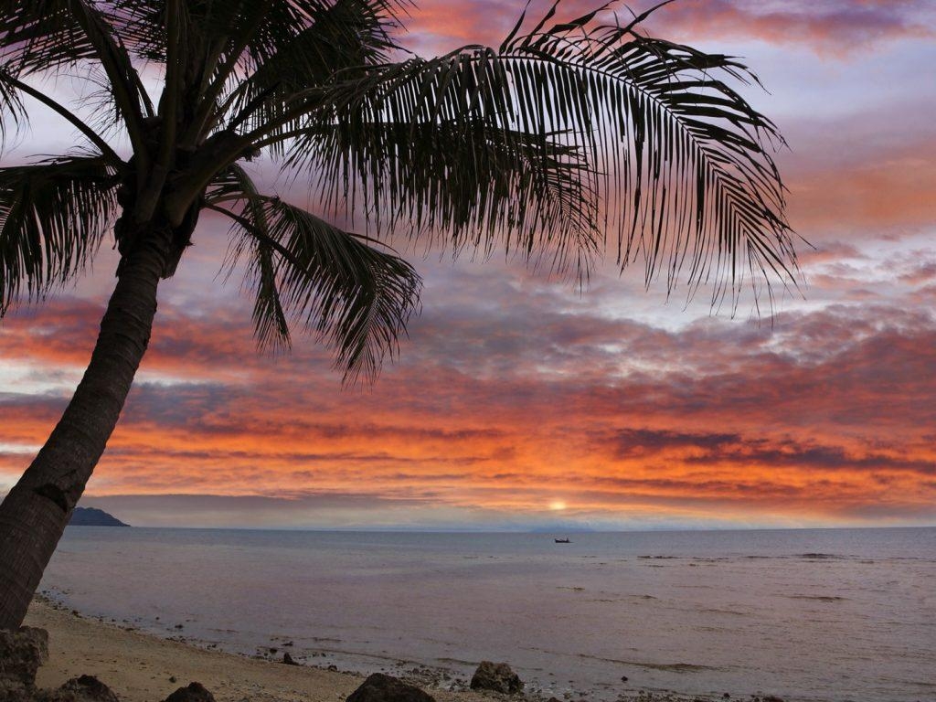 1030x770 Coconut Palm at Sunset Bohol Island Philippines Wallpaper, Desktop