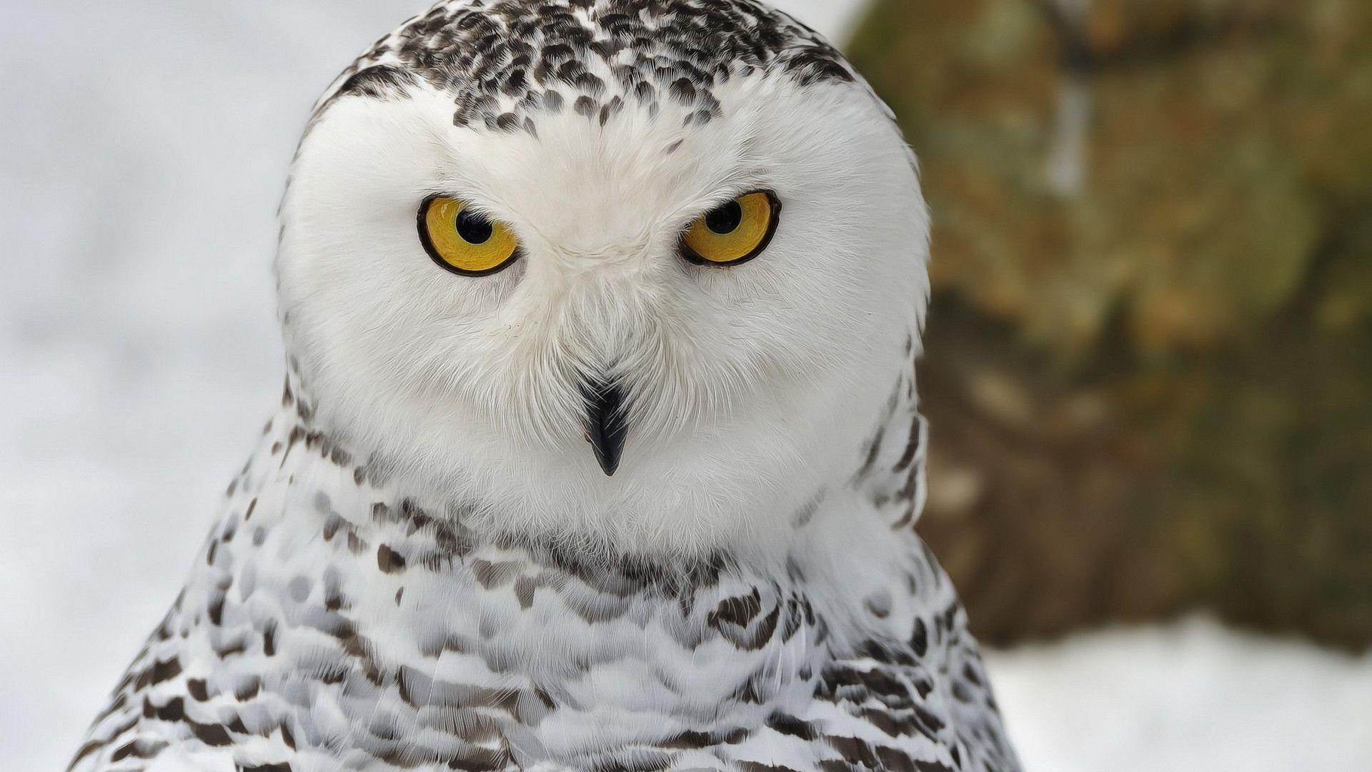 1920x1080 Snowy Owl Wallpaper. Snowy Owl Background, Desktop