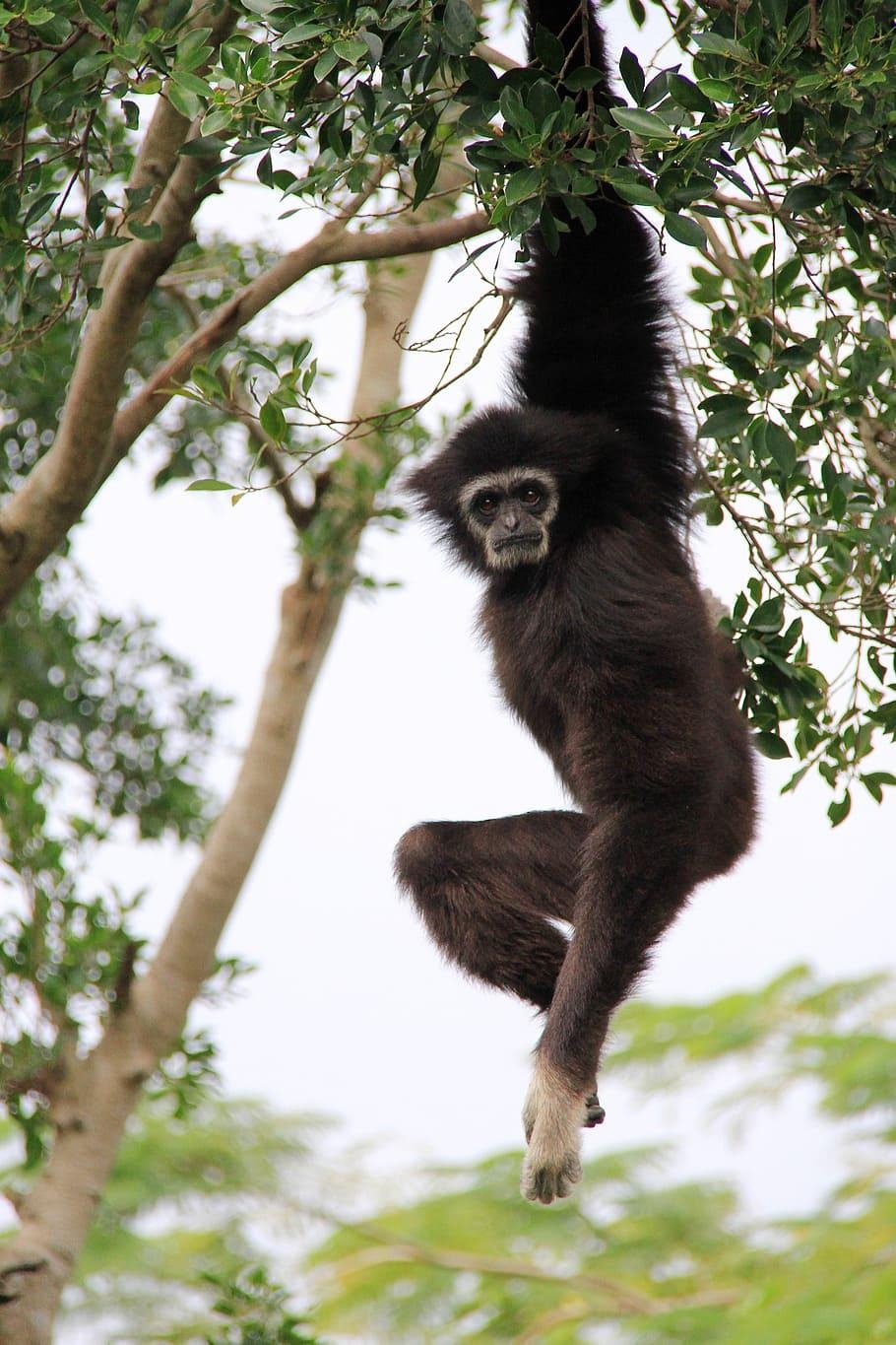 910x1370 HD wallpaper: gibbon, long, hanging, elastic, tree wood, ash, Phone