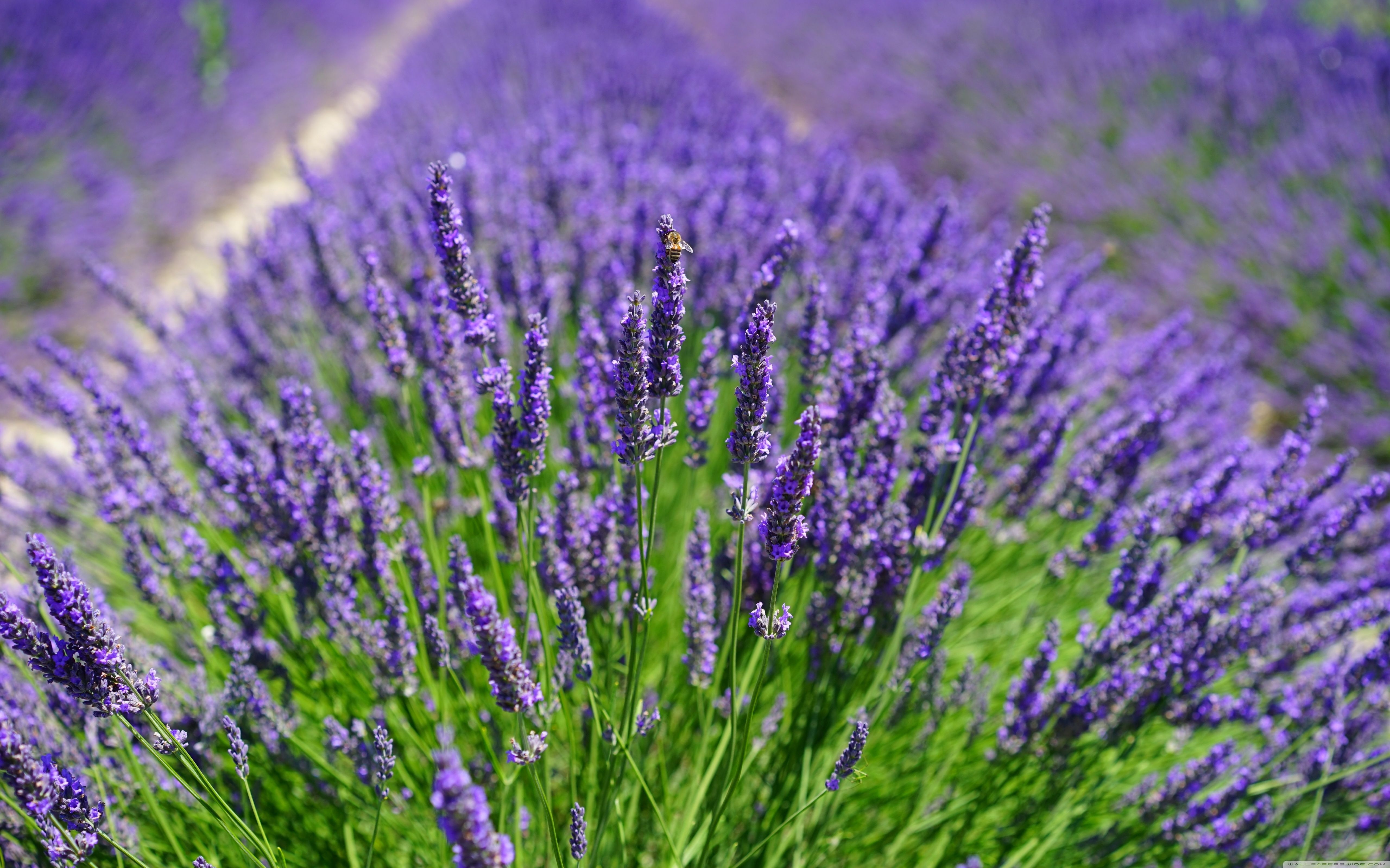 5120x3200 Lavender Wallpaper, Desktop