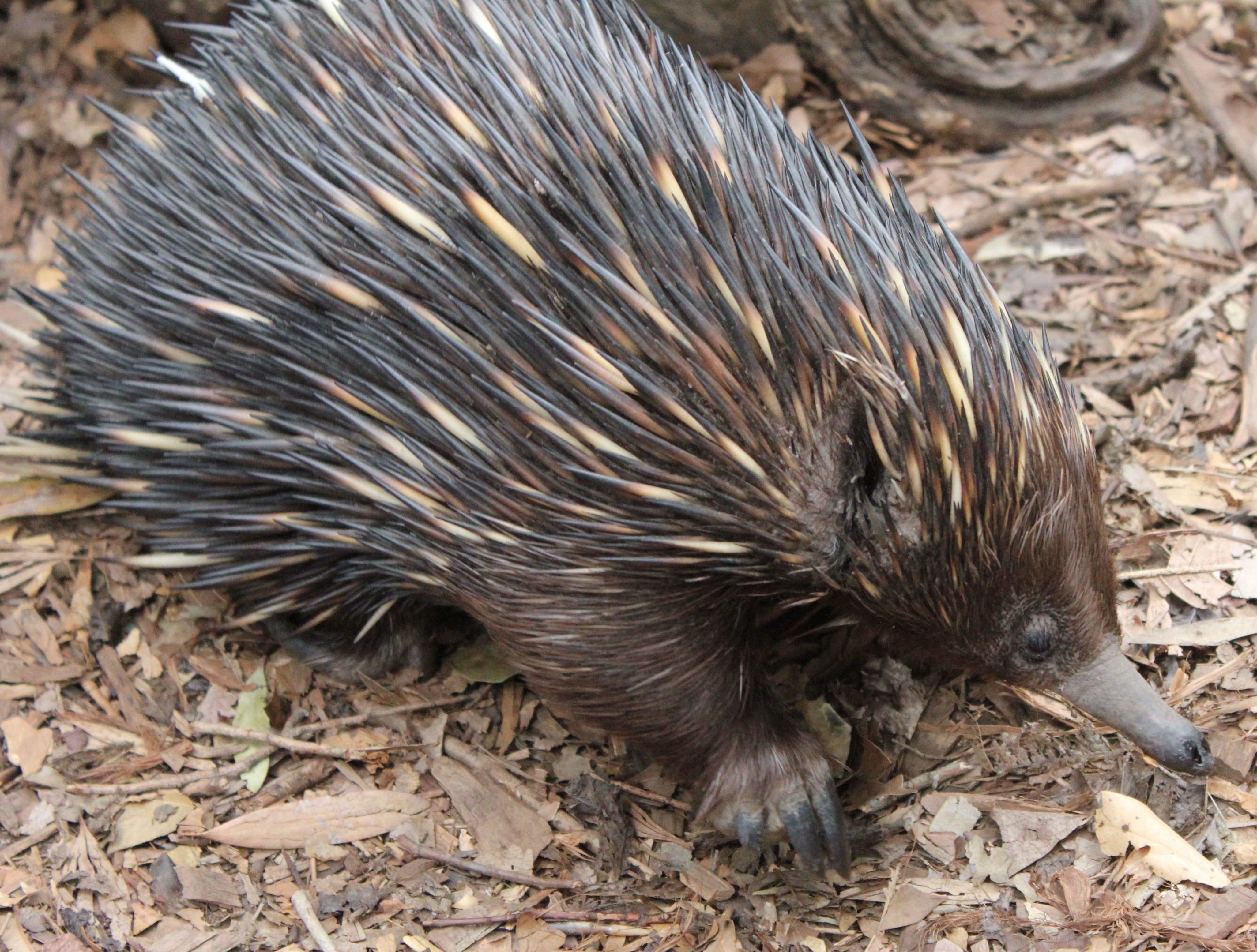 4110x3110 Animals: Animals Echidna Animal Love Photo for HD 16:9 High, Desktop