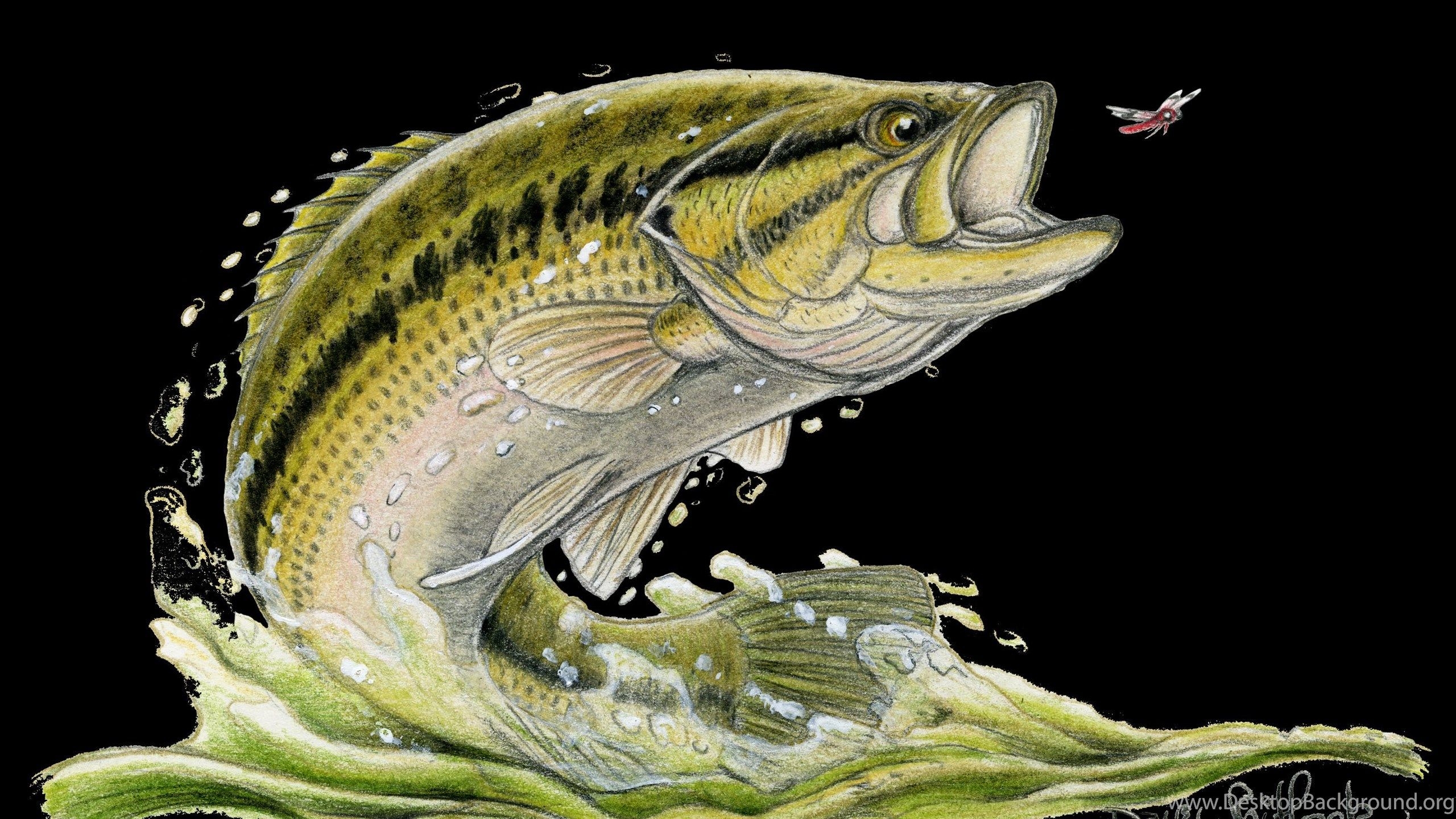 2560x1440 Smallmouth Bass Wallpaper Desktop Background, Desktop