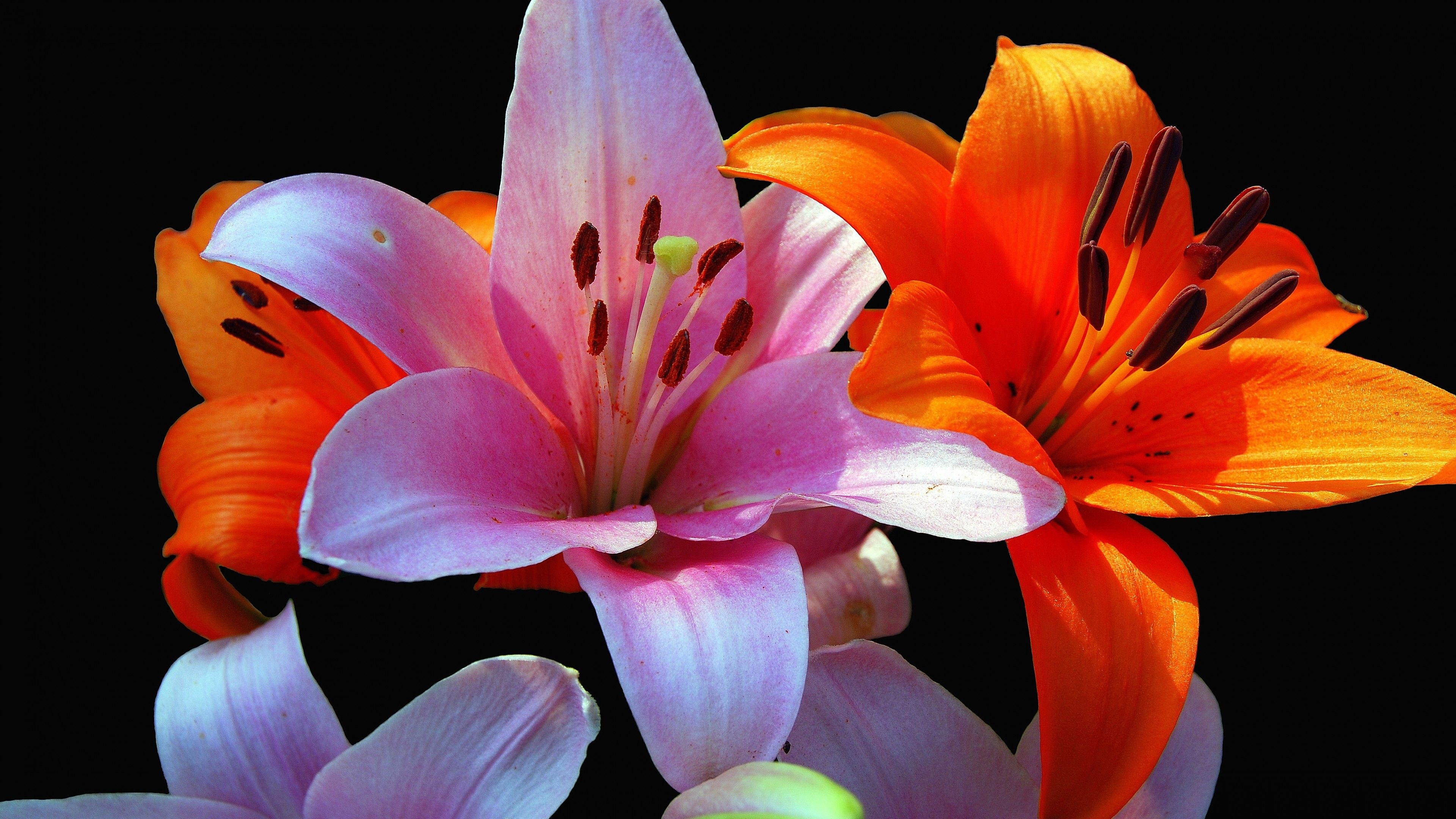 3840x2160 Wallpaper Lily flowers, Lilies, HD, 4K, Flowers,. Wallpaper for iPhone, Android, Mobile and Desktop, Desktop