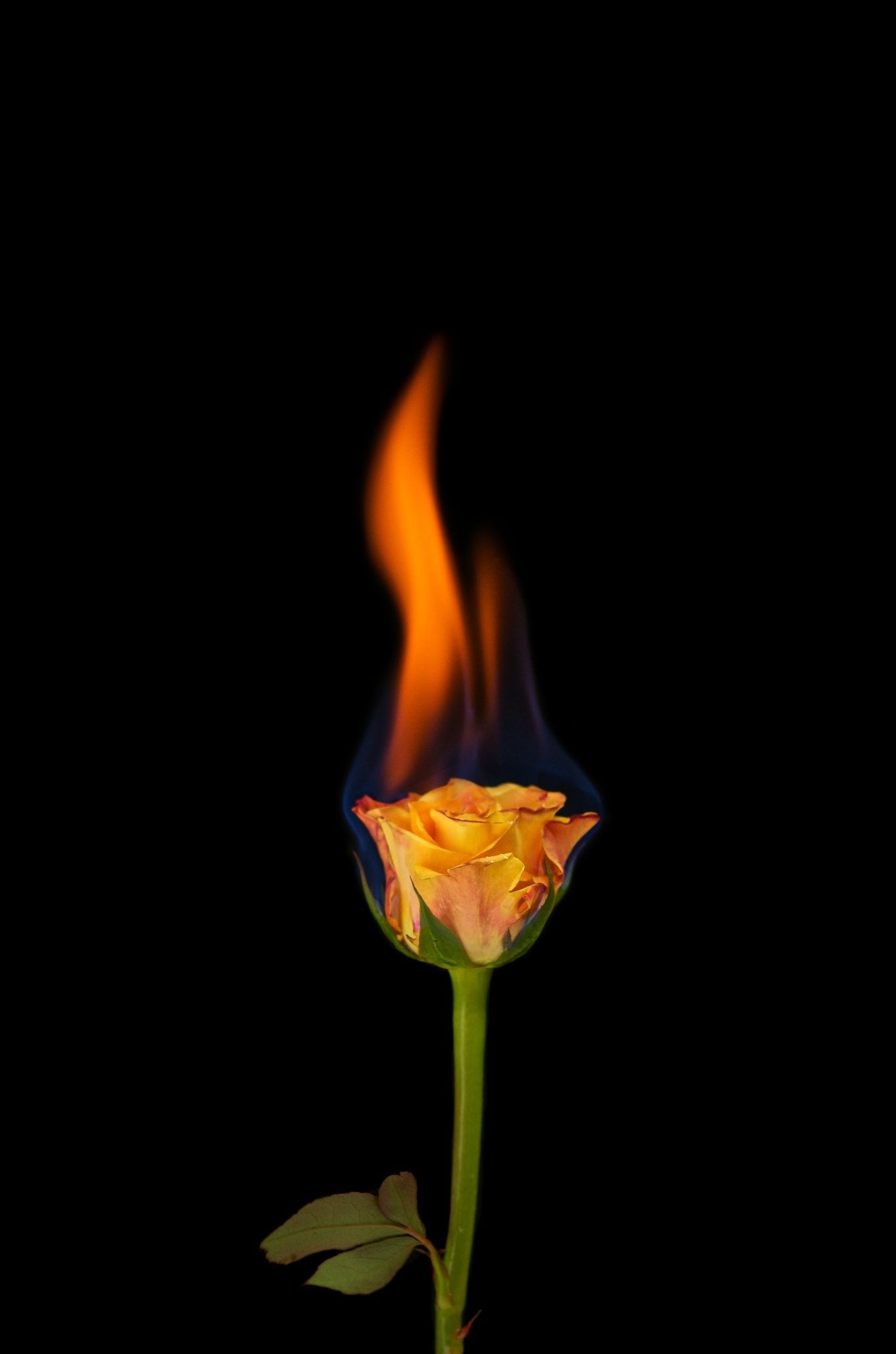 1360x2050 roses Rose on fire, Phone