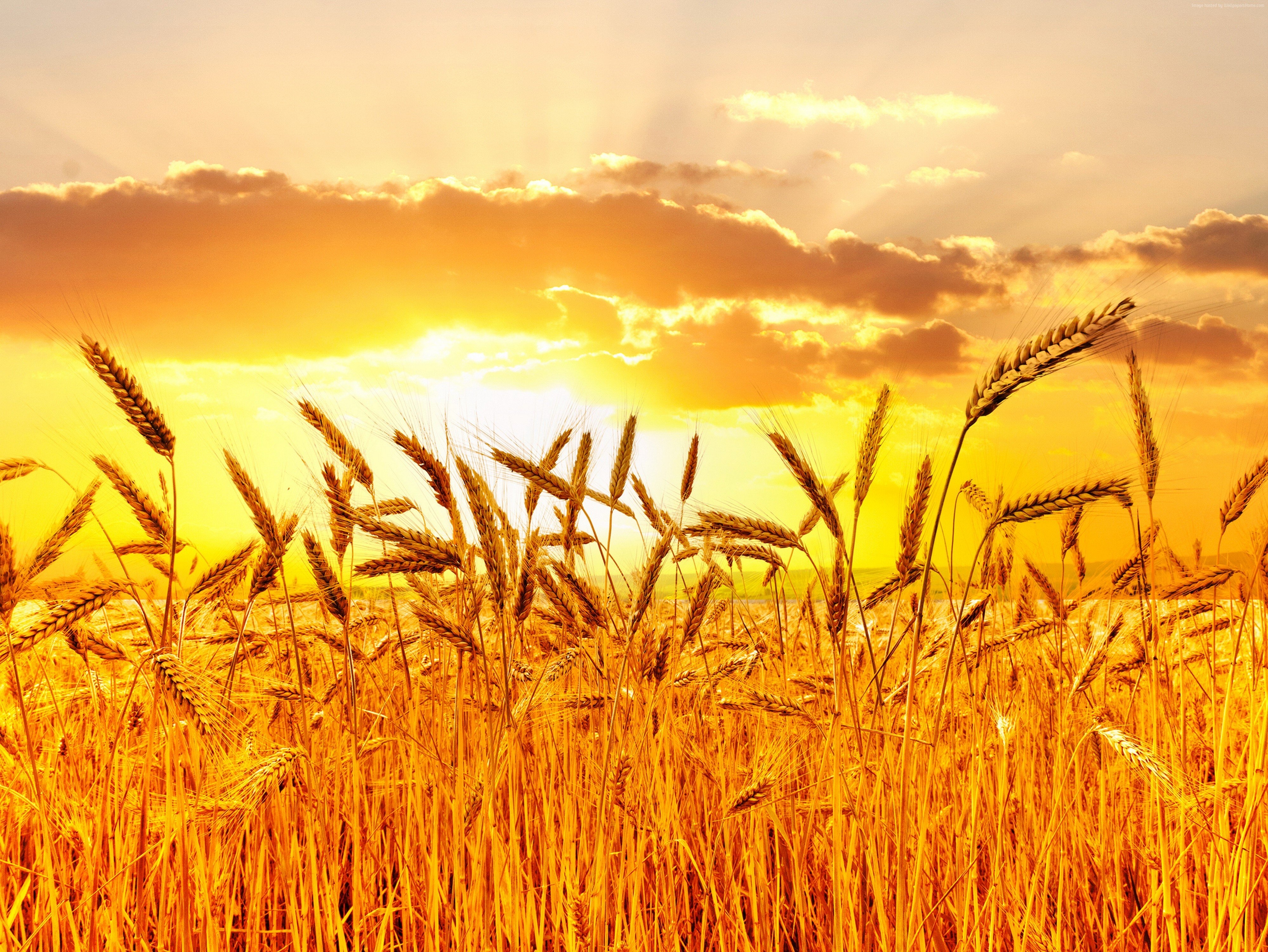 4000x3000 5k, Wheat, 4k, sunset, meadows Gallery HD Wallpaper, Desktop