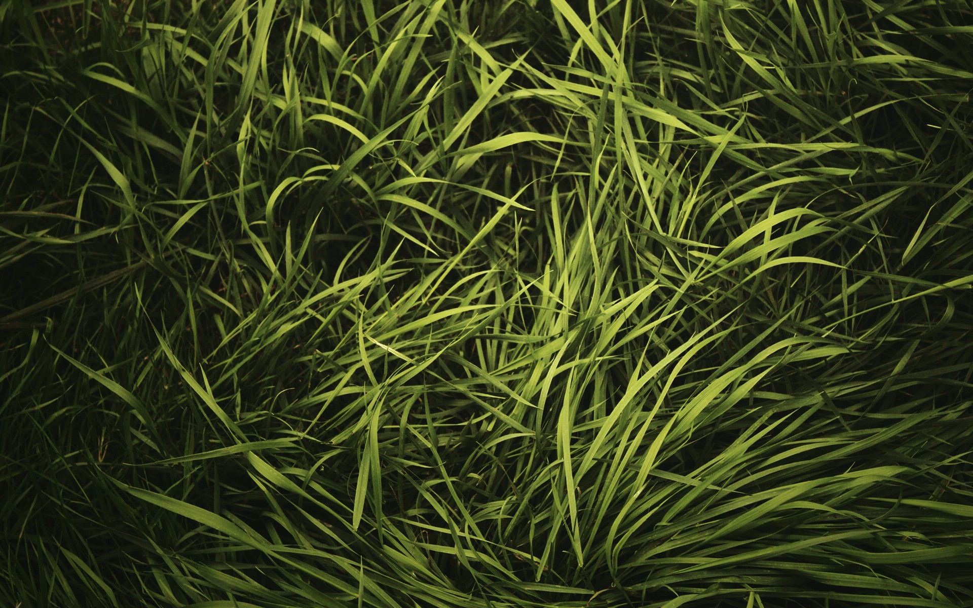 1920x1200 Grass Texture HD wallpaper, Desktop