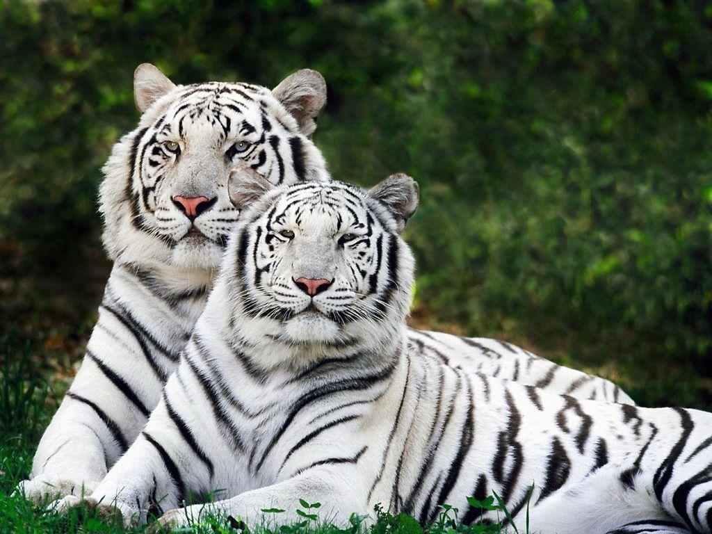 1030x770 White Bengal Tiger Wallpaper. Free Desk Wallpaper, Desktop