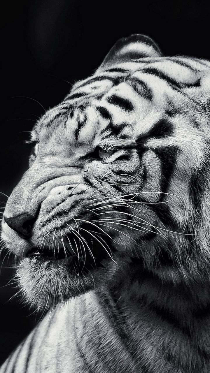 720x1280 Samsung Galaxy S3 Tiger Wallpaper HD, Desktop Background, Phone