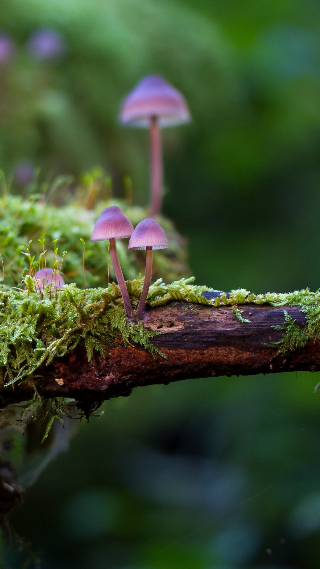 1080x1920 Mobile wallpaper: Nature, Earth, Mushroom, Moss, 1287734 download the picture for free, Phone