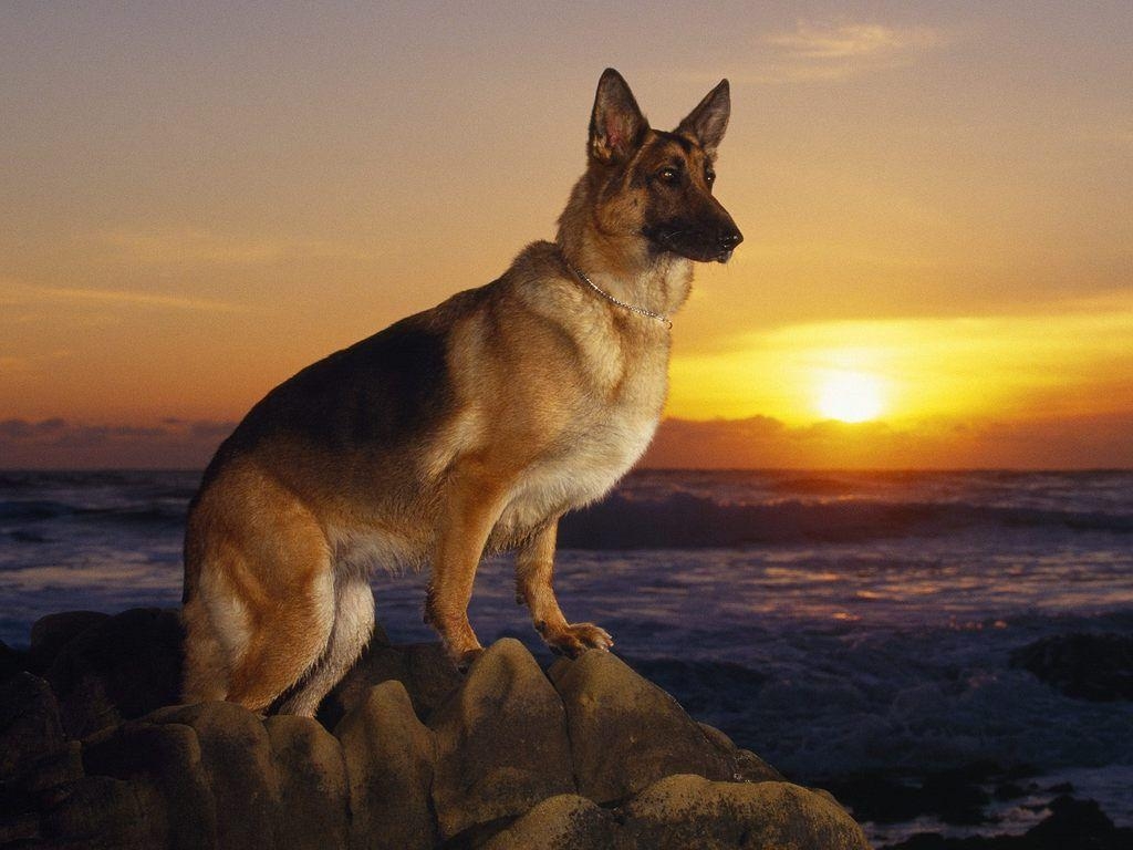 1030x770 German Shepherd Wallpaper Cute and Docile, Desktop