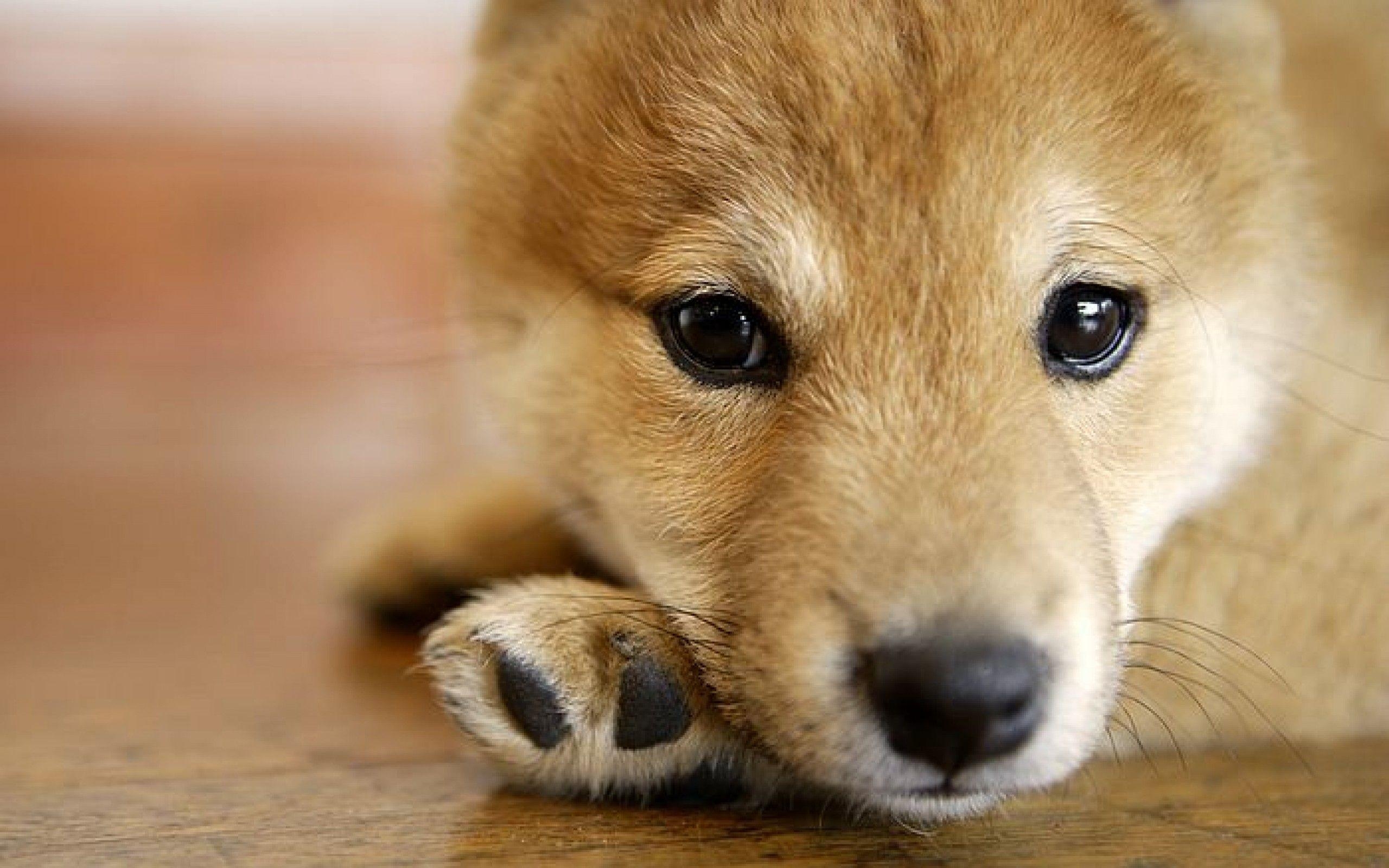 2560x1600 Shiba Inu Wallpaper. Shiba Inu Background, Desktop