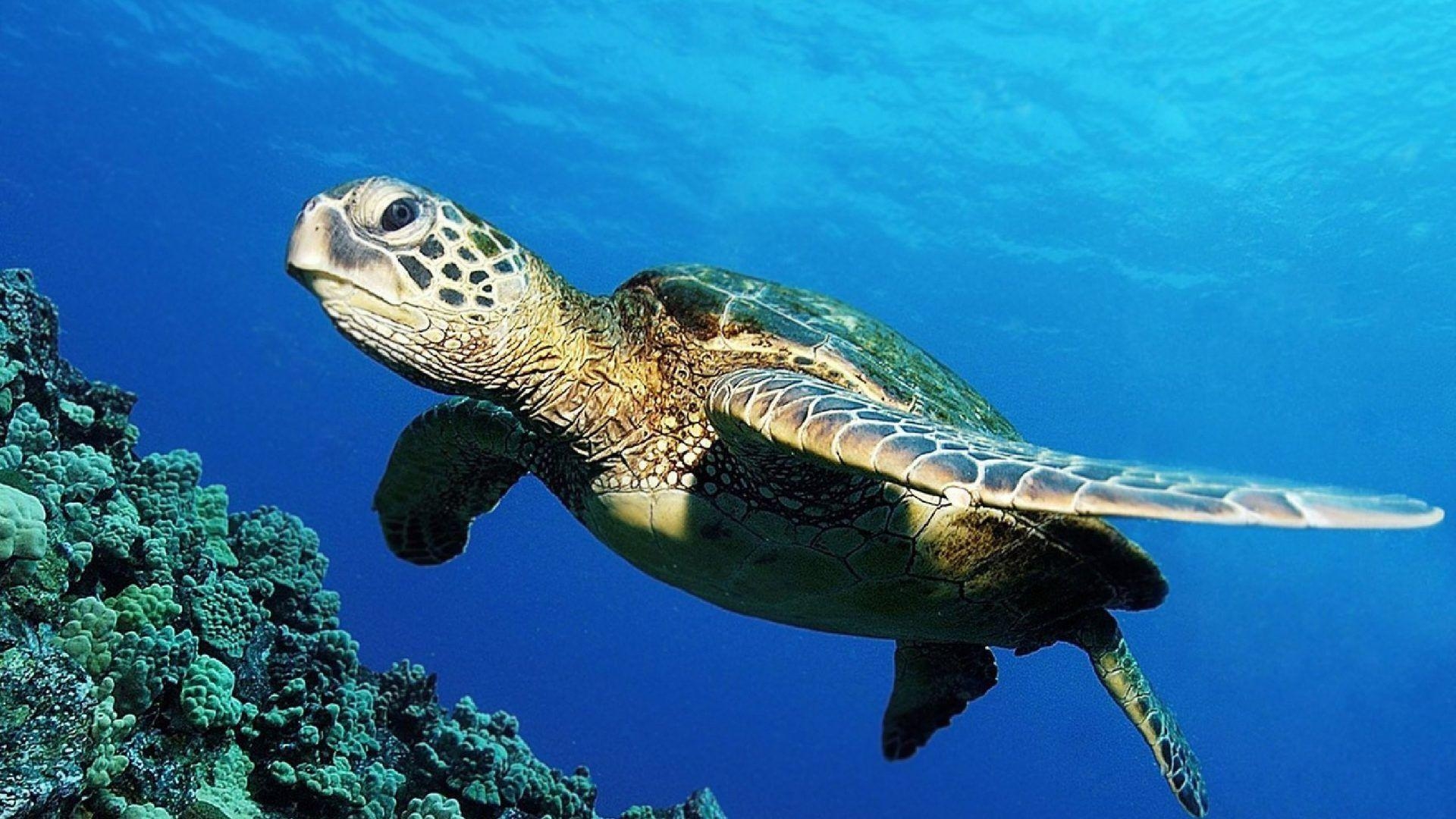 1920x1080 Turtle Tag wallpaper: Animals Earth Reptile Turtle Photo Of, Desktop