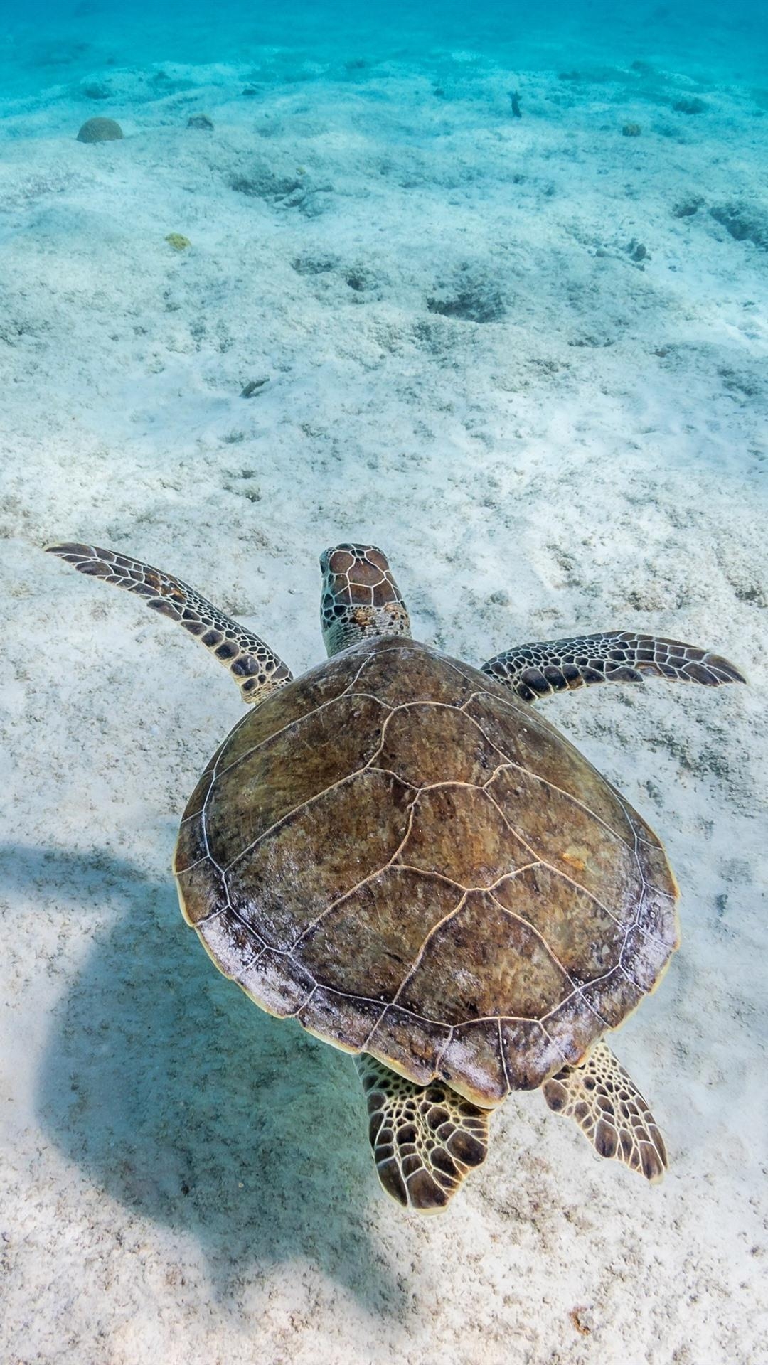 1080x1920 Turtle, Underwater, Sea, Clear Water  IPhone 8 7 6 6S, Phone